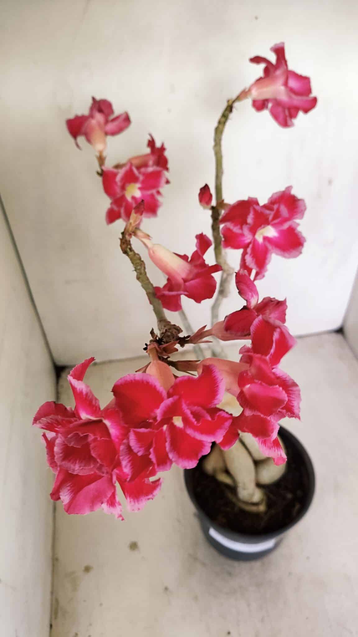 Planta Dobrada 3461 – 40cm – 03 anos - foto 4
