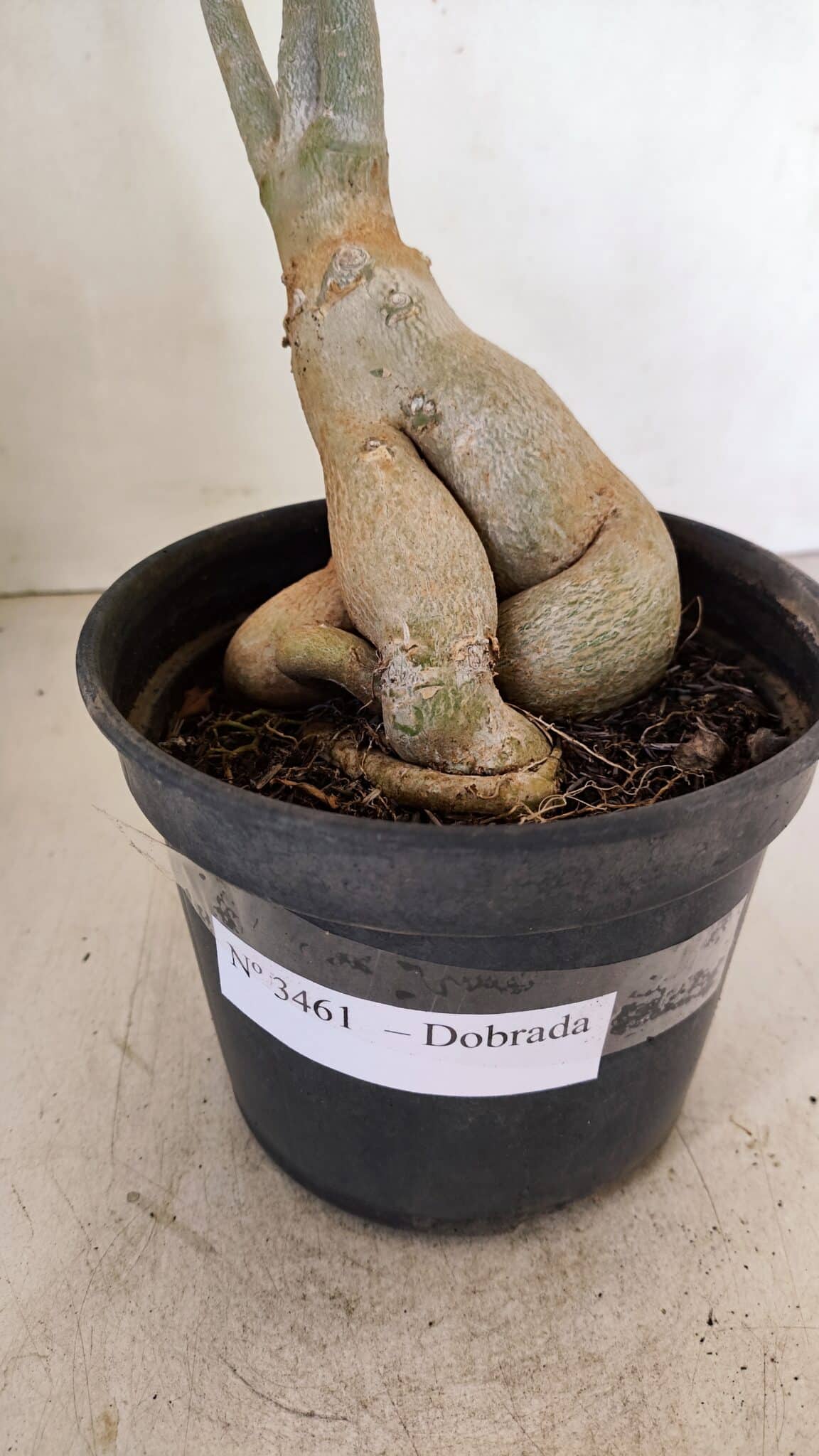 Planta Dobrada 3461 – 40cm – 03 anos - foto 5