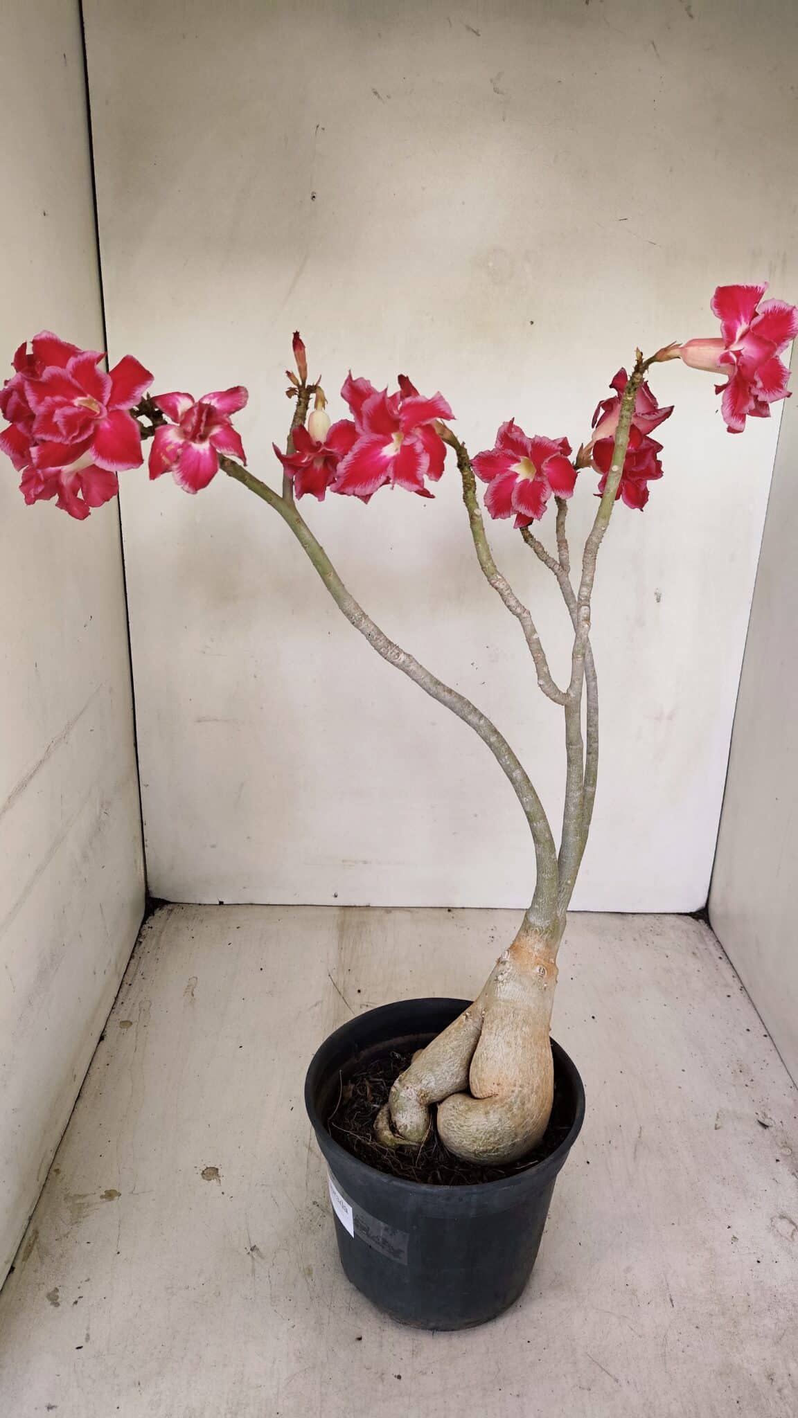 Planta Dobrada 3461 – 40cm – 03 anos - foto 10
