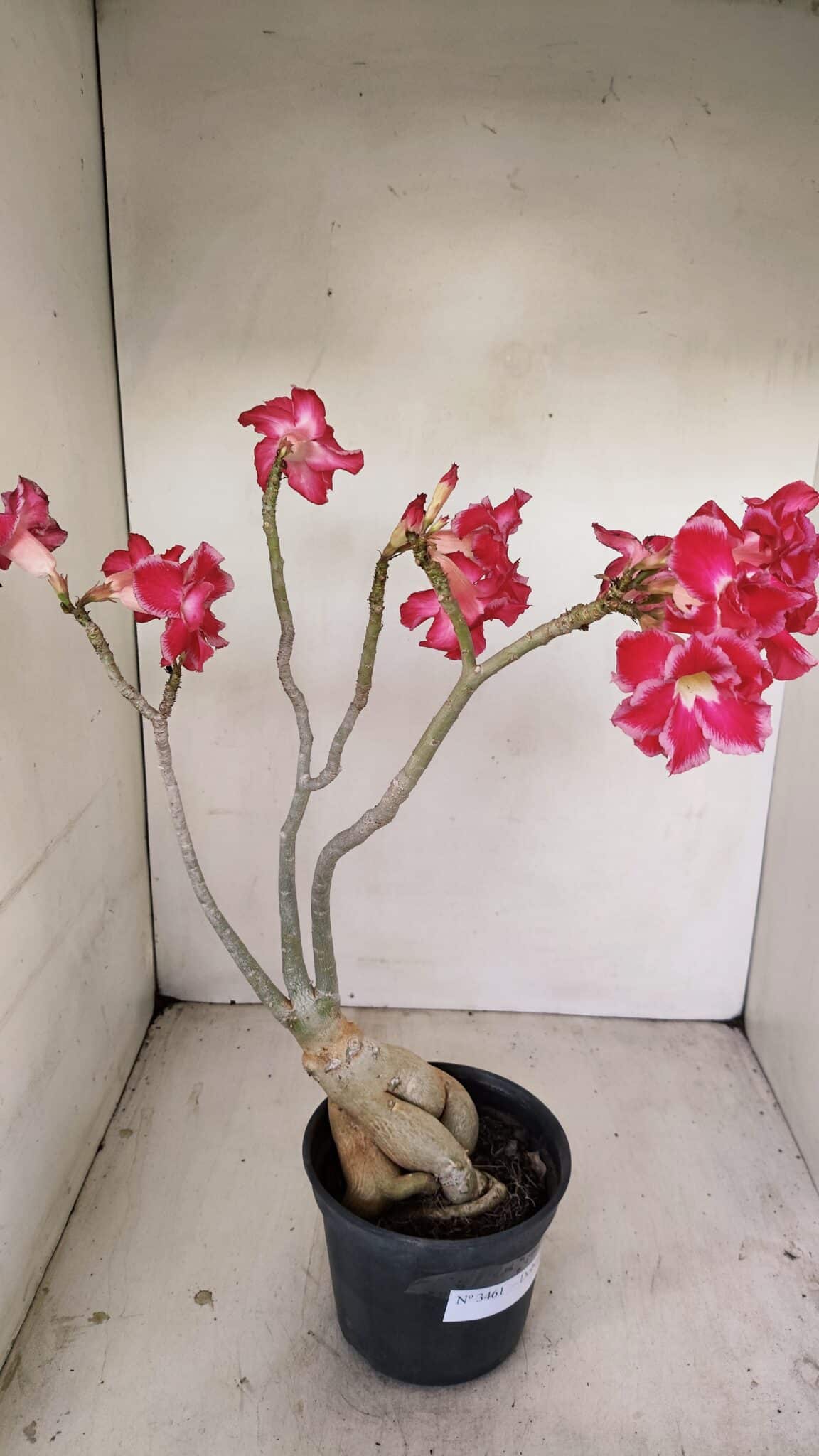 Planta Dobrada 3461 – 40cm – 03 anos - foto 6