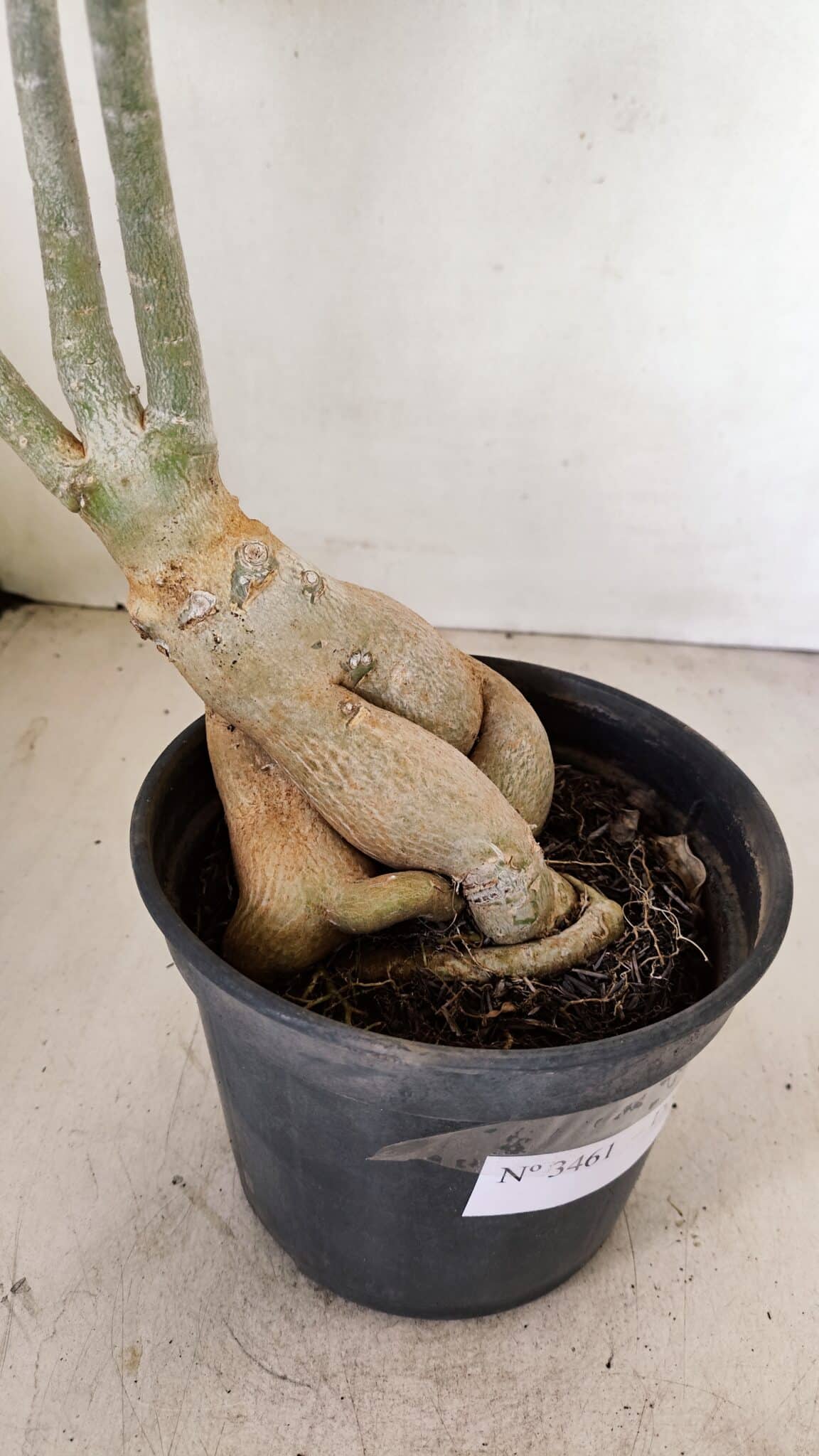 Planta Dobrada 3461 – 40cm – 03 anos - foto 9