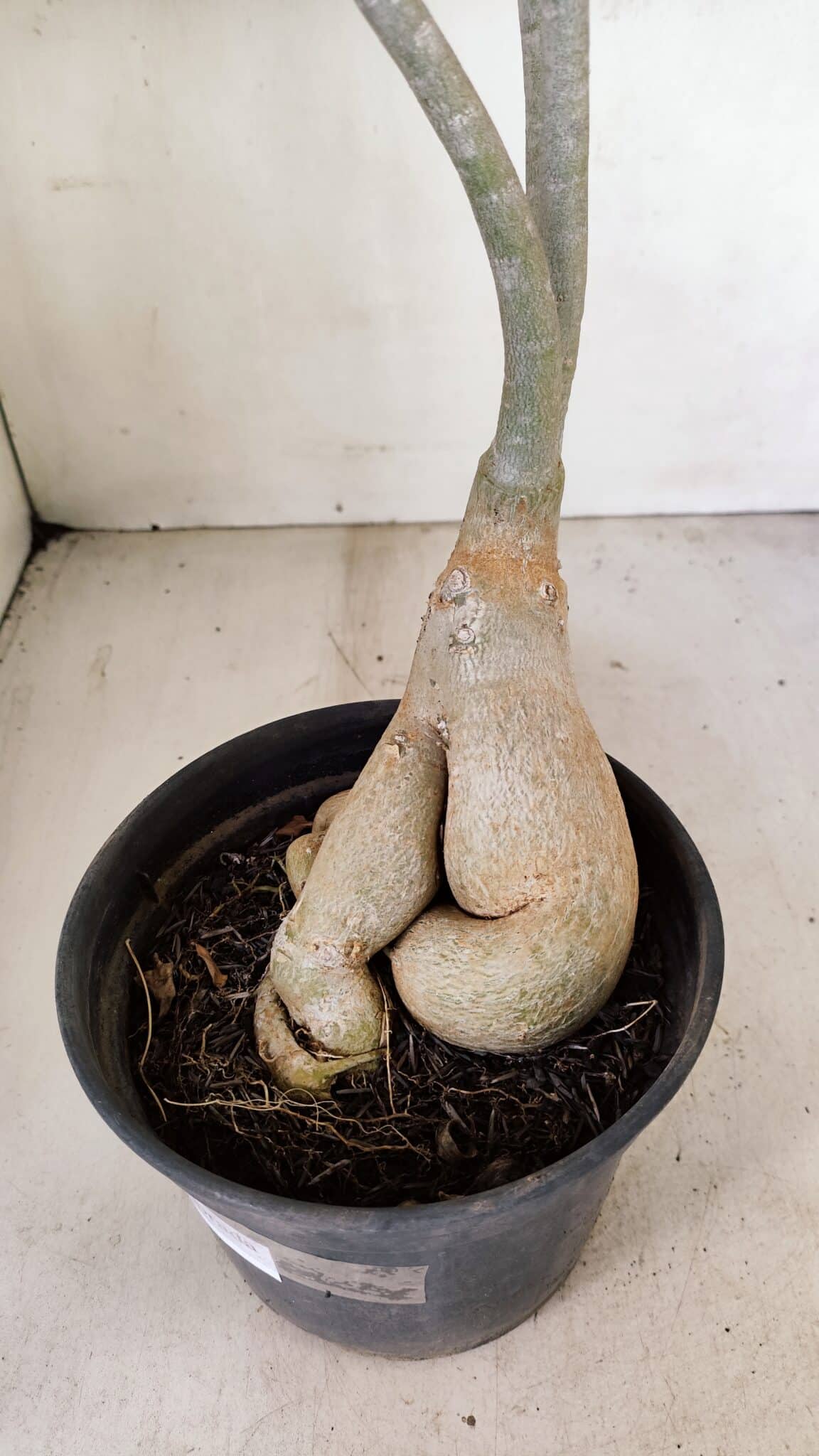 Planta Dobrada 3461 – 40cm – 03 anos - foto 8