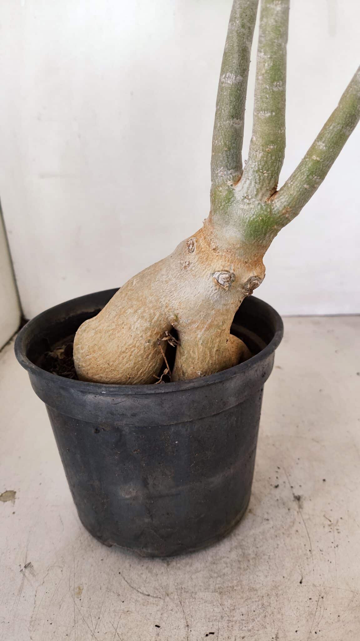 Planta Dobrada 3461 – 40cm – 03 anos - foto 7
