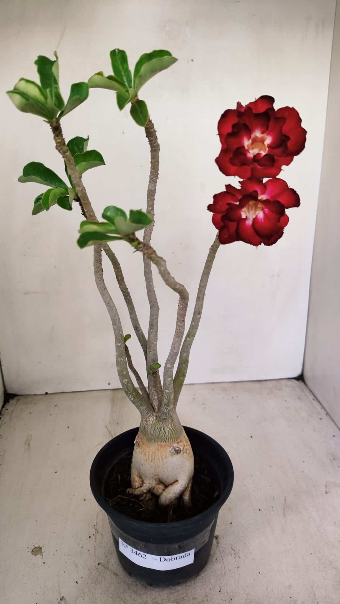 Planta Dobrada 3462 – 35cm – 03 anos - foto 2