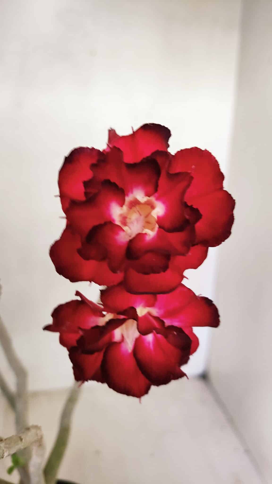Planta Dobrada 3462 – 35cm – 03 anos - foto 3
