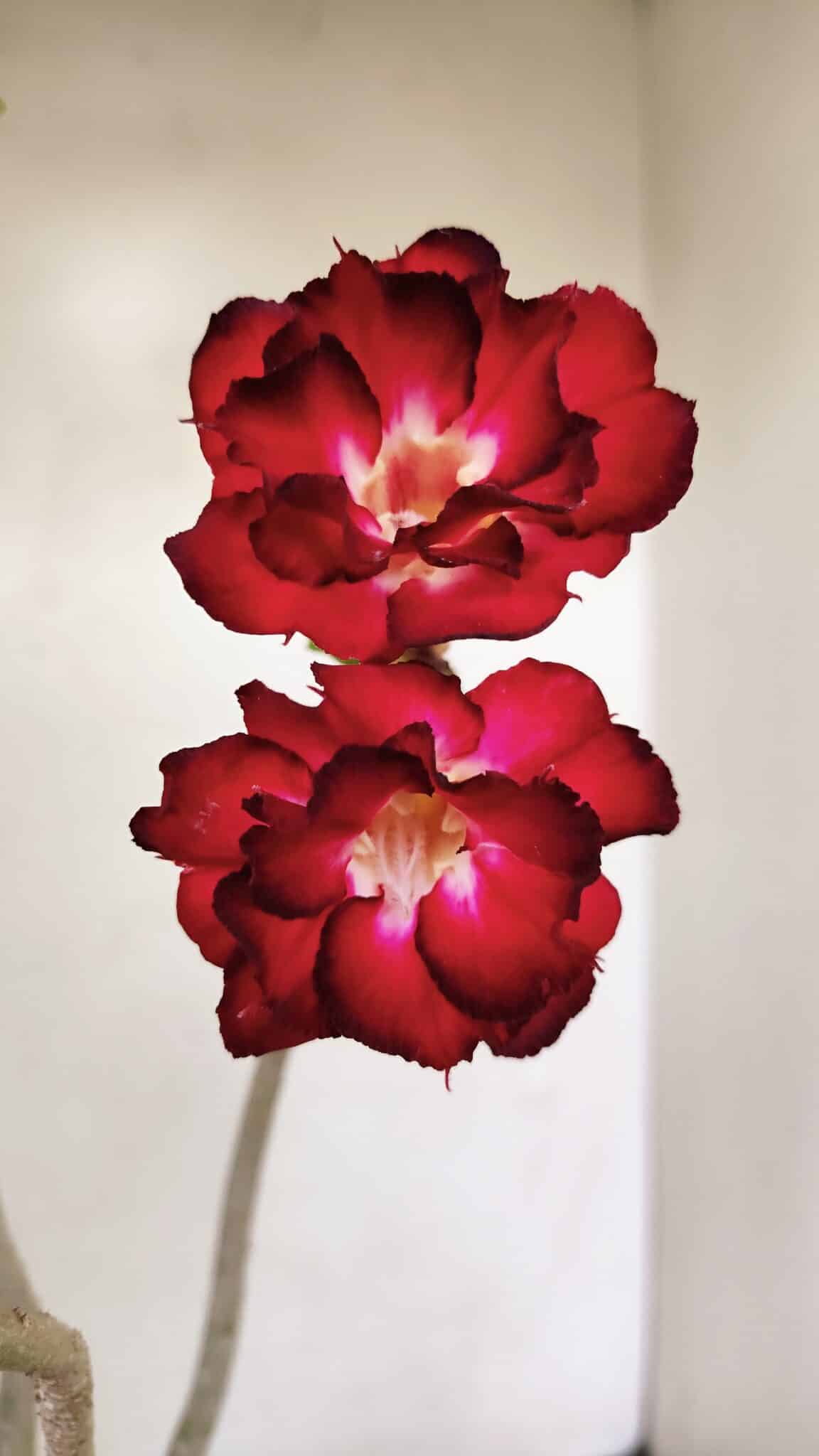 Planta Dobrada 3462 – 35cm – 03 anos - foto 4