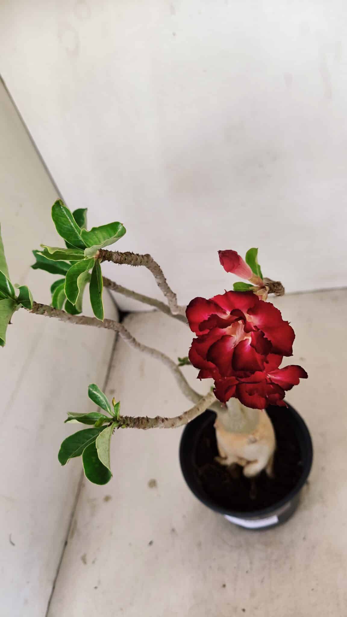 Planta Dobrada 3462 – 35cm – 03 anos - foto 5