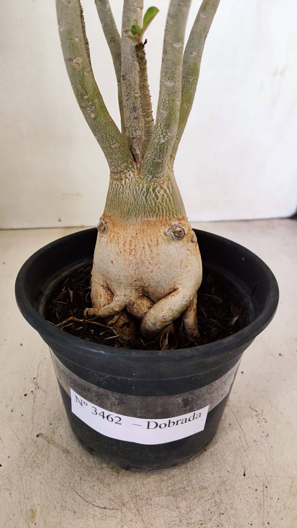 Planta Dobrada 3462 – 35cm – 03 anos - foto 8