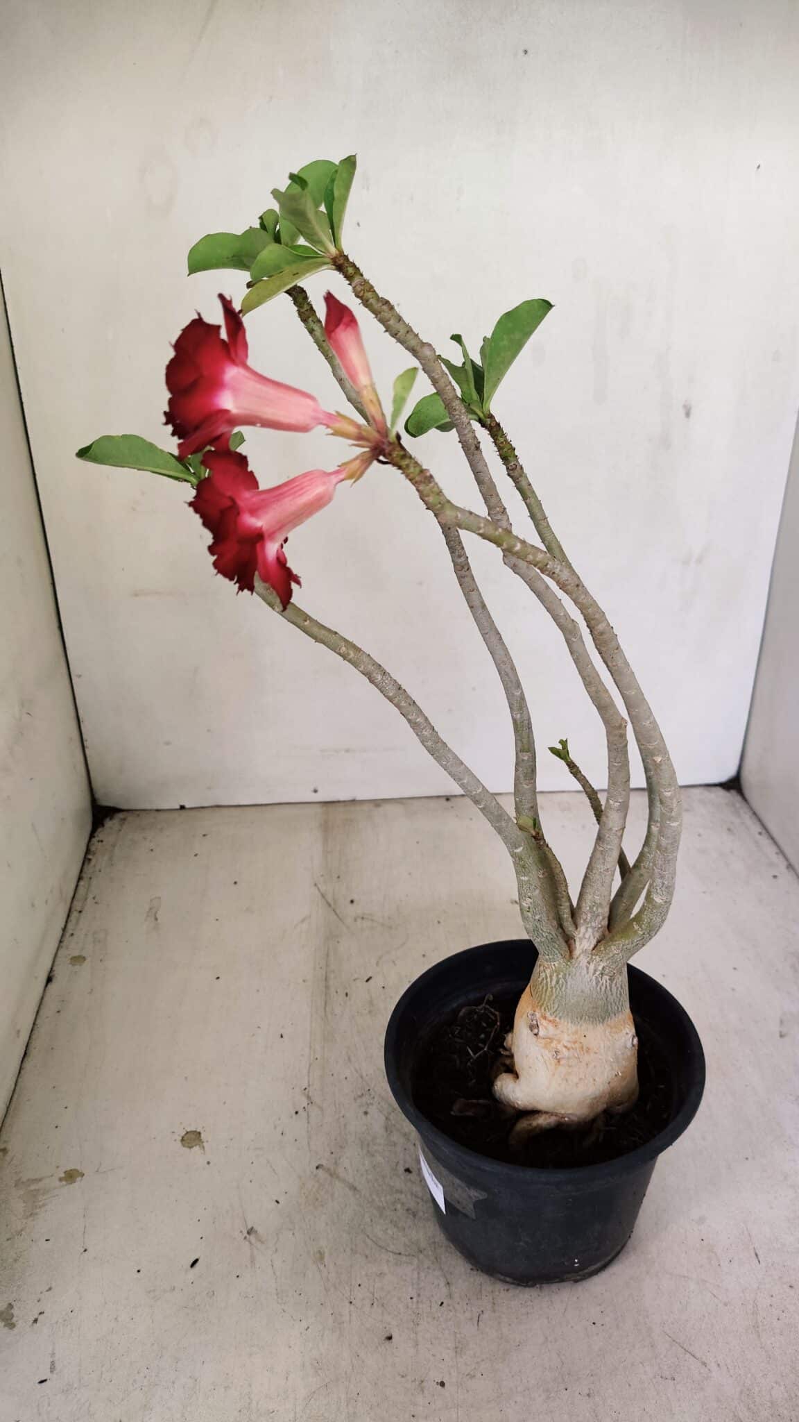 Planta Dobrada 3462 – 35cm – 03 anos - foto 7
