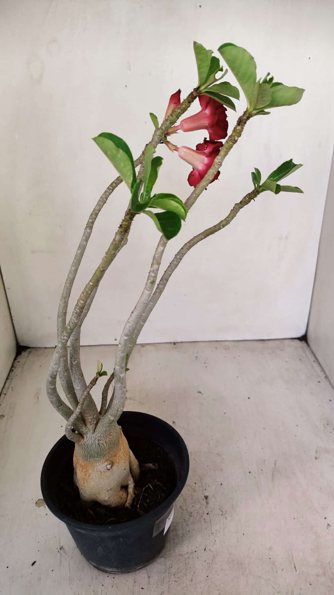 Planta Dobrada 3462 – 35cm – 03 anos - foto 6