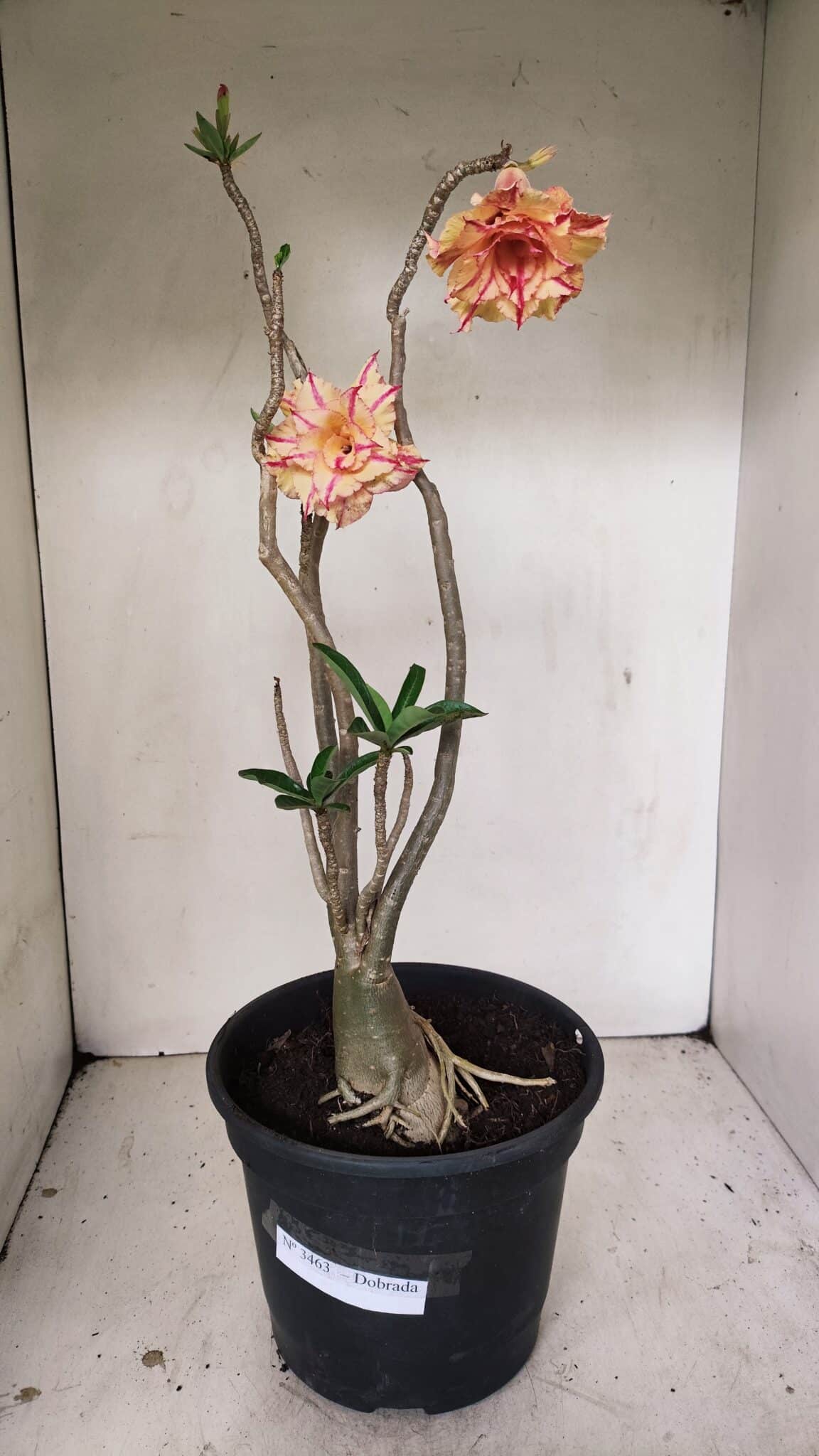 Planta Dobrada 3463 – 45cm – 04 anos - foto 2