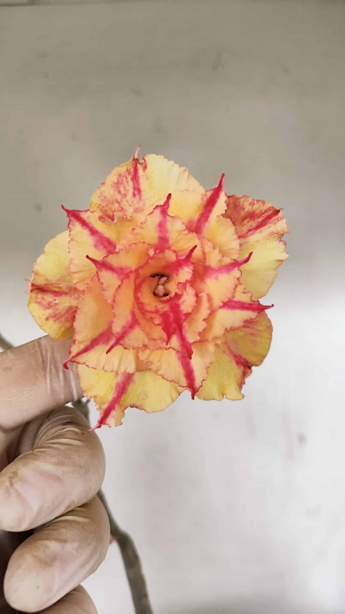 Planta Dobrada 3463 – 45cm – 04 anos - foto 6