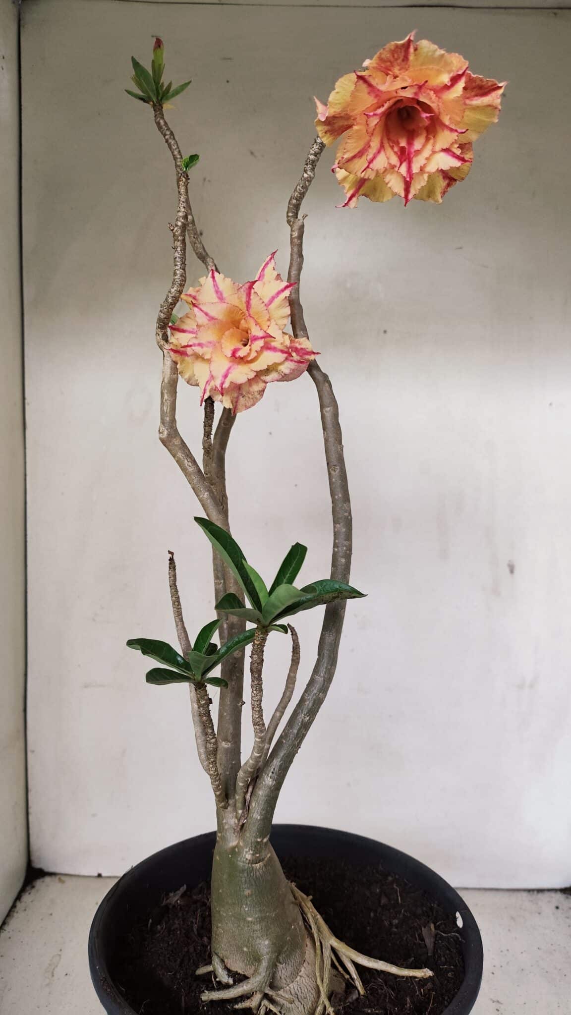 Planta Dobrada 3463 – 45cm – 04 anos - foto 9
