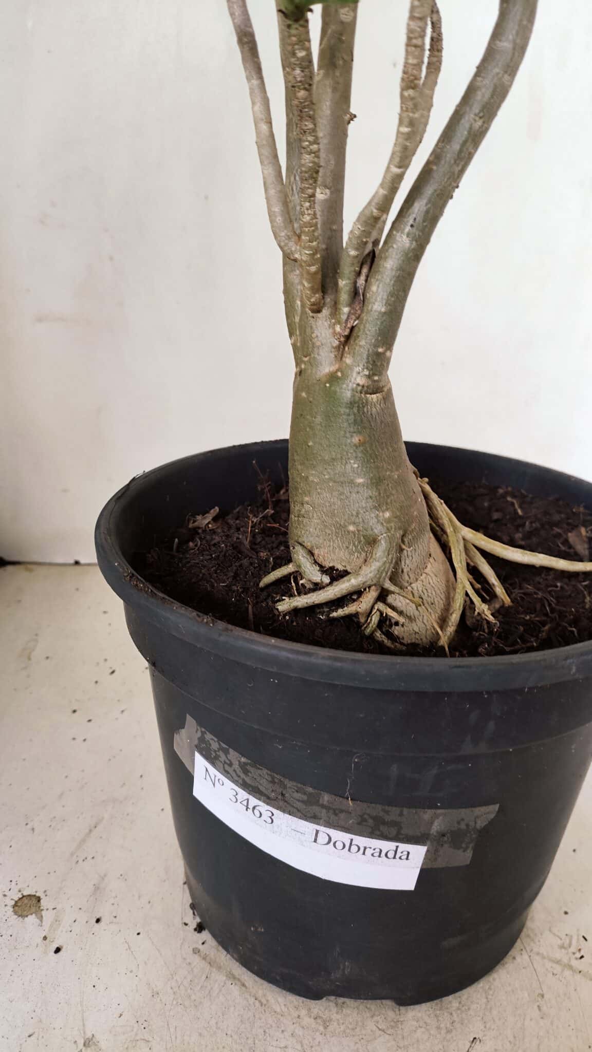 Planta Dobrada 3463 – 45cm – 04 anos - foto 8