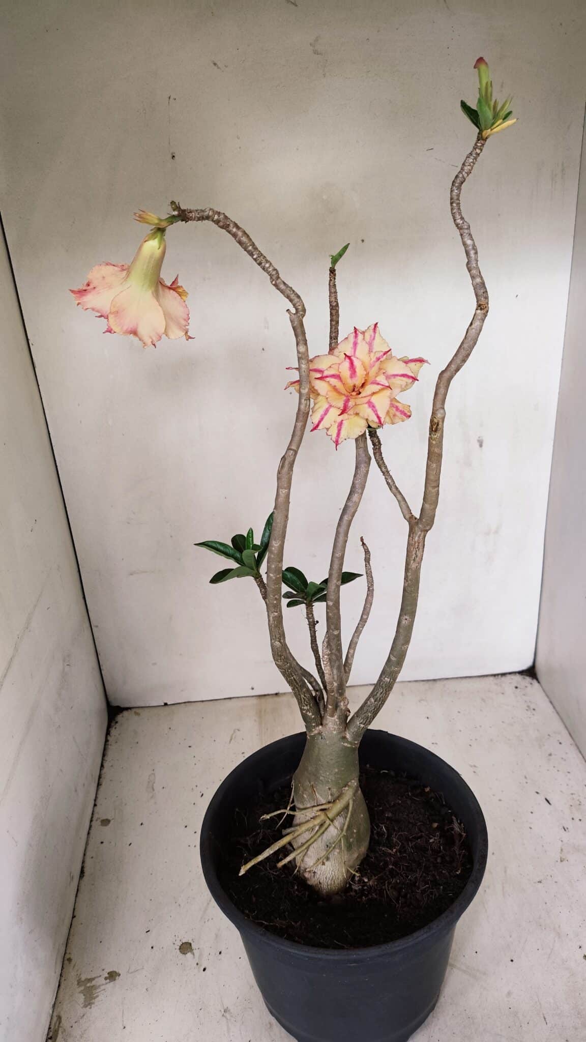 Planta Dobrada 3463 – 45cm – 04 anos - foto 7
