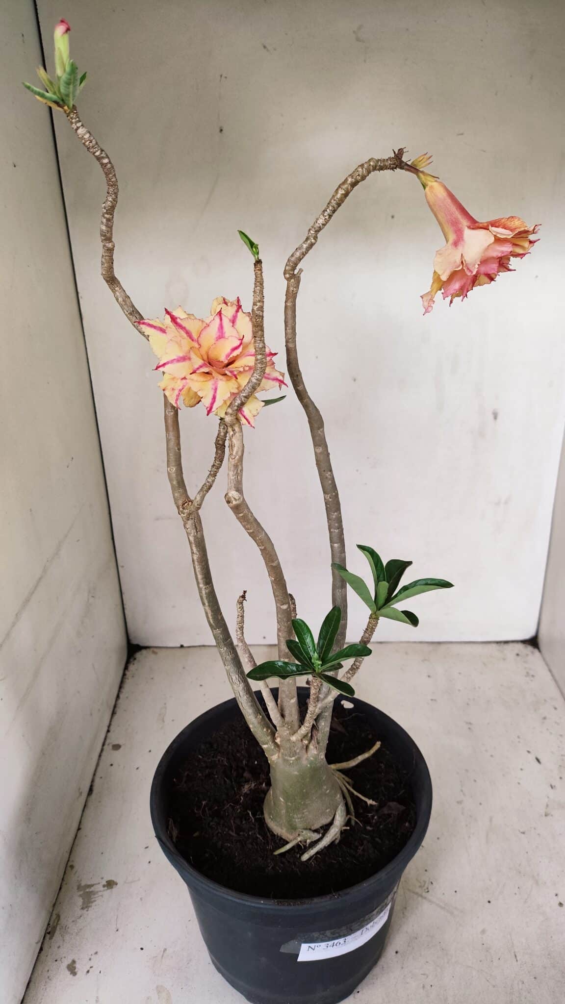 Planta Dobrada 3463 – 45cm – 04 anos - foto 5