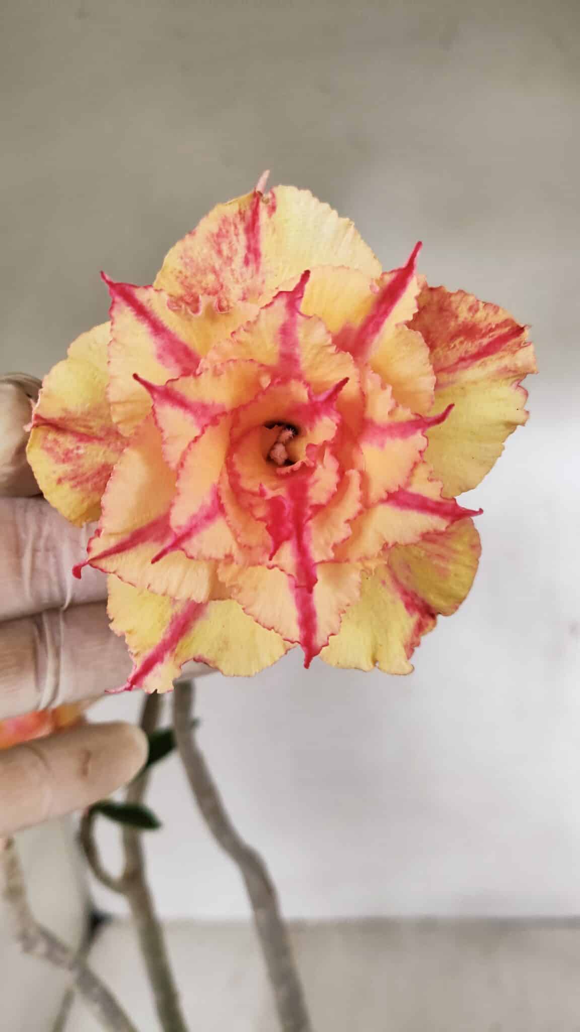 Planta Dobrada 3463 – 45cm – 04 anos - foto 3
