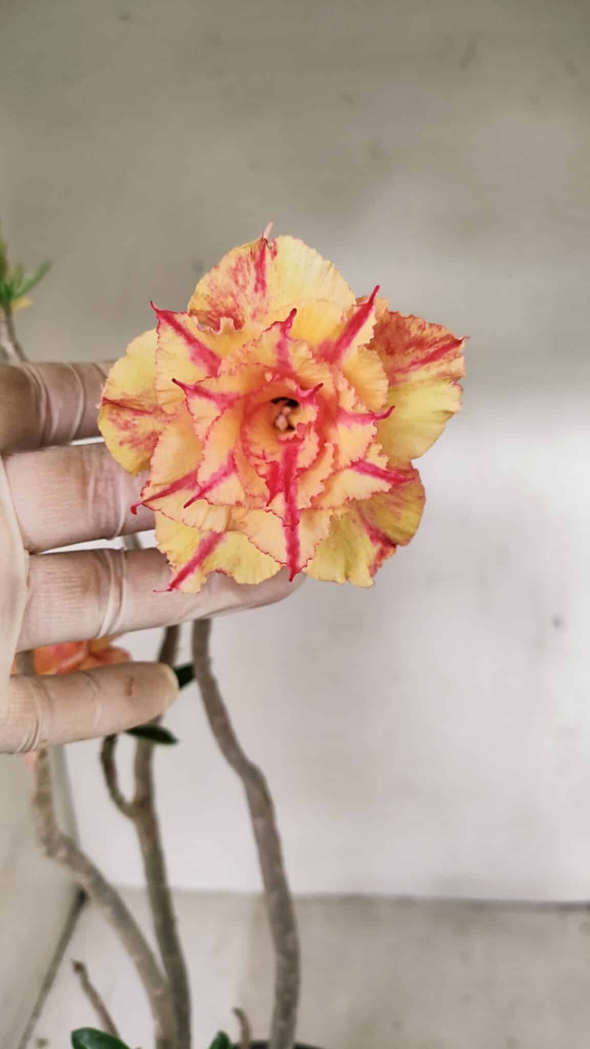 Planta Dobrada 3463 – 45cm – 04 anos - foto 4