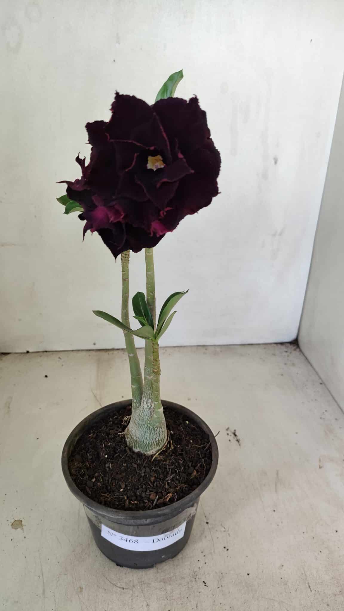 Planta Dobrada 3468 – 30cm – 03 anos - foto 2