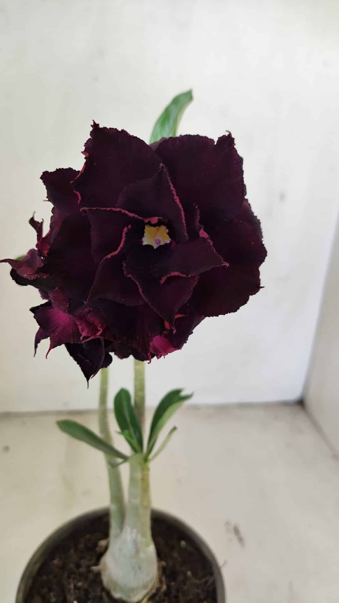 Planta Dobrada 3468 – 30cm – 03 anos - foto 3