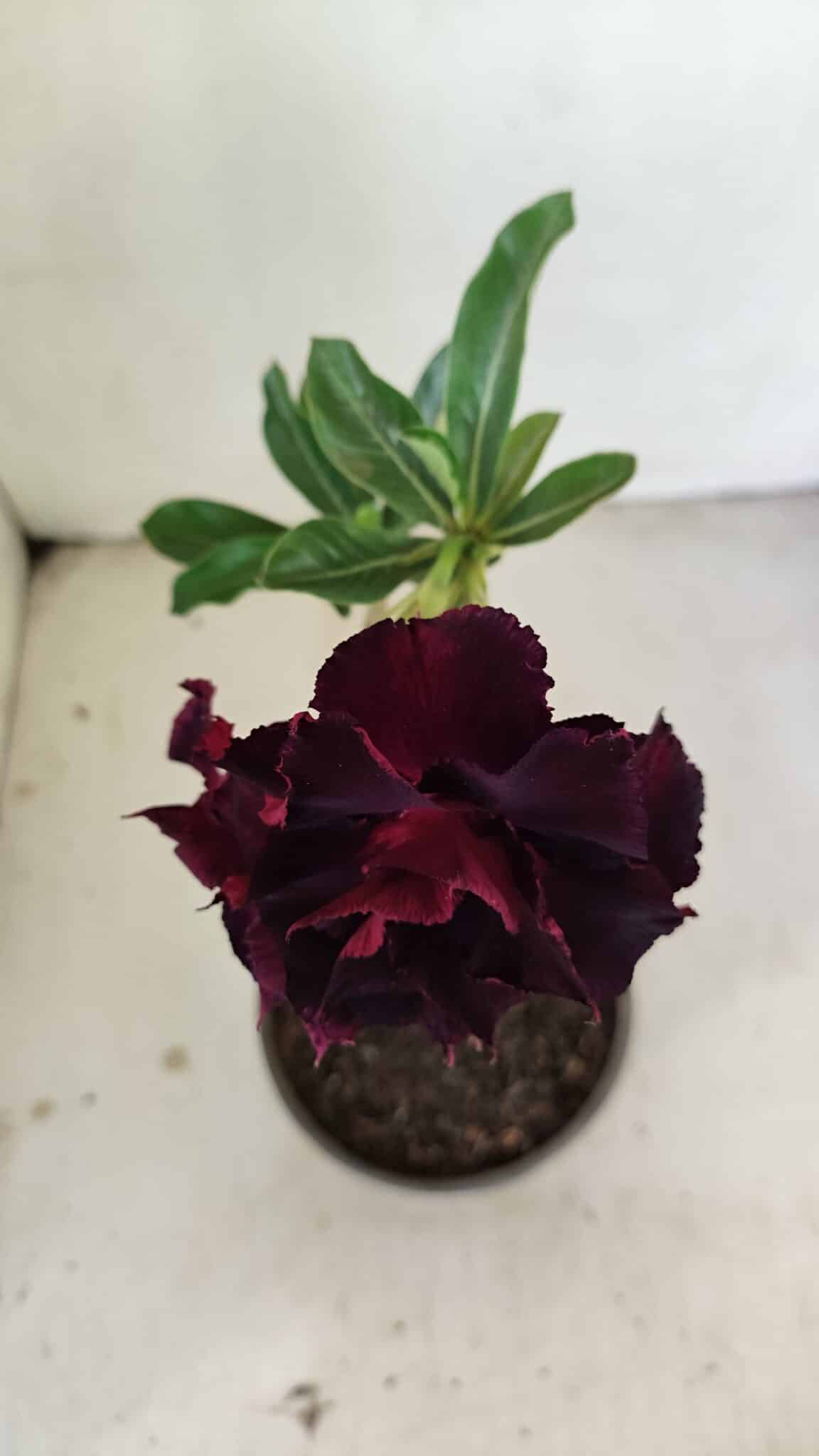 Planta Dobrada 3468 – 30cm – 03 anos - foto 4