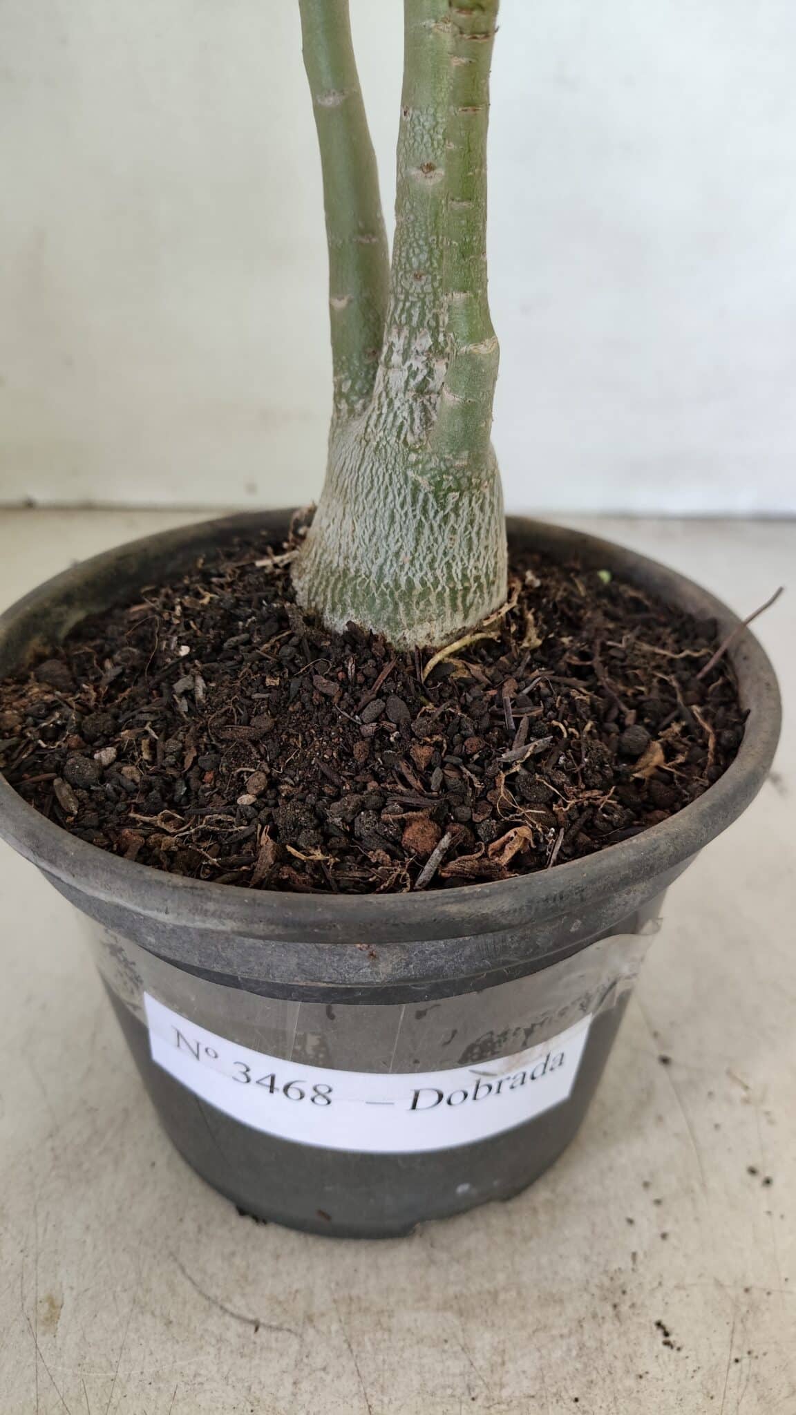 Planta Dobrada 3468 – 30cm – 03 anos - foto 7