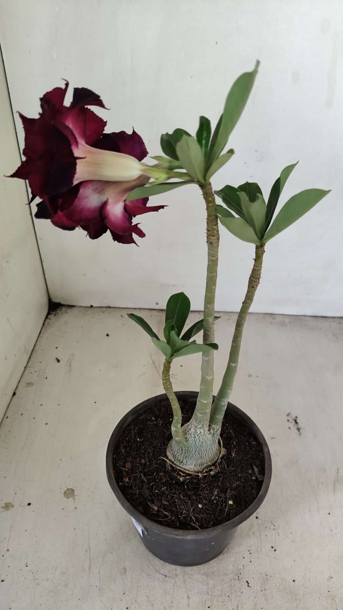 Planta Dobrada 3468 – 30cm – 03 anos - foto 6