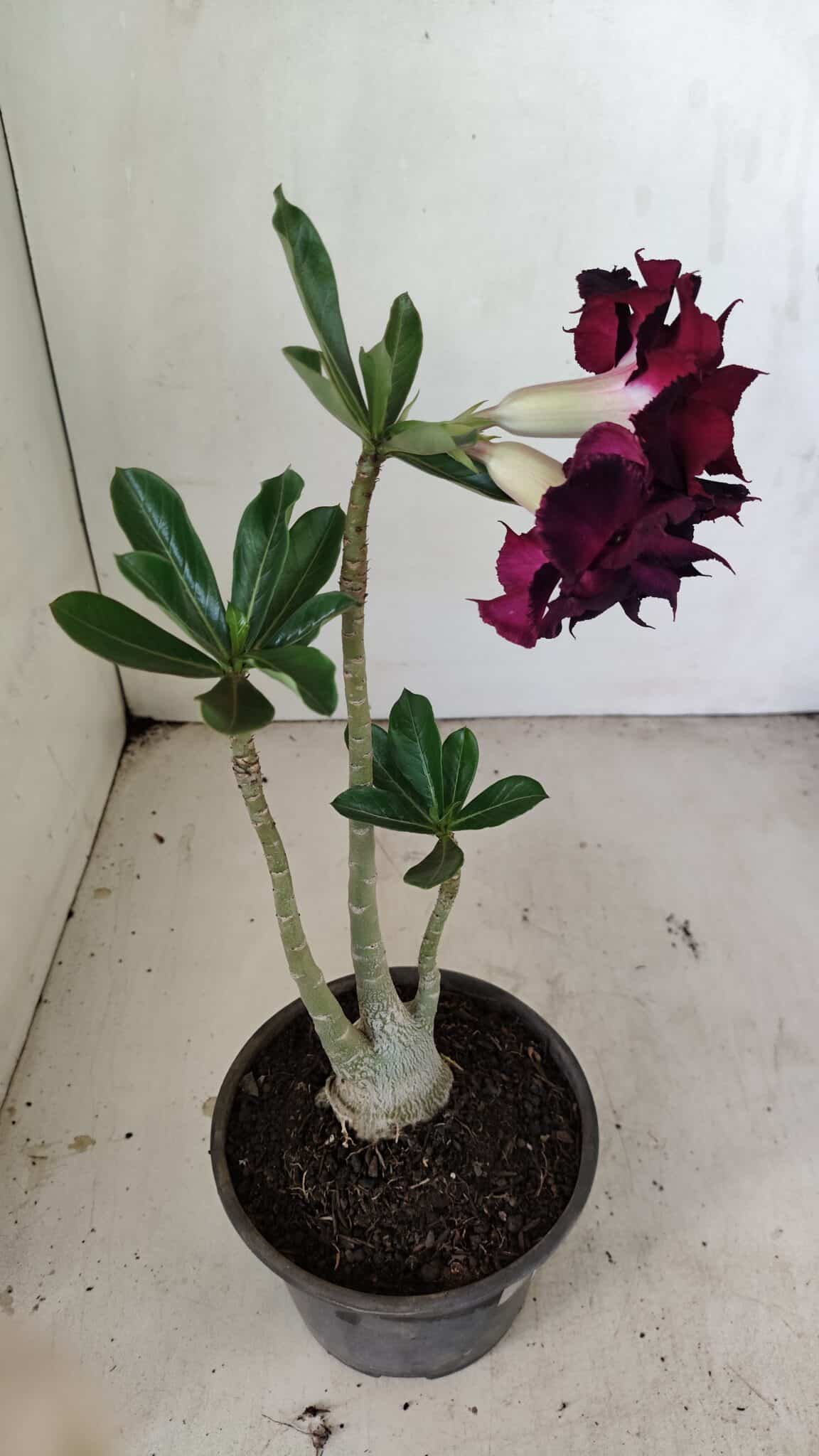 Planta Dobrada 3468 – 30cm – 03 anos - foto 5
