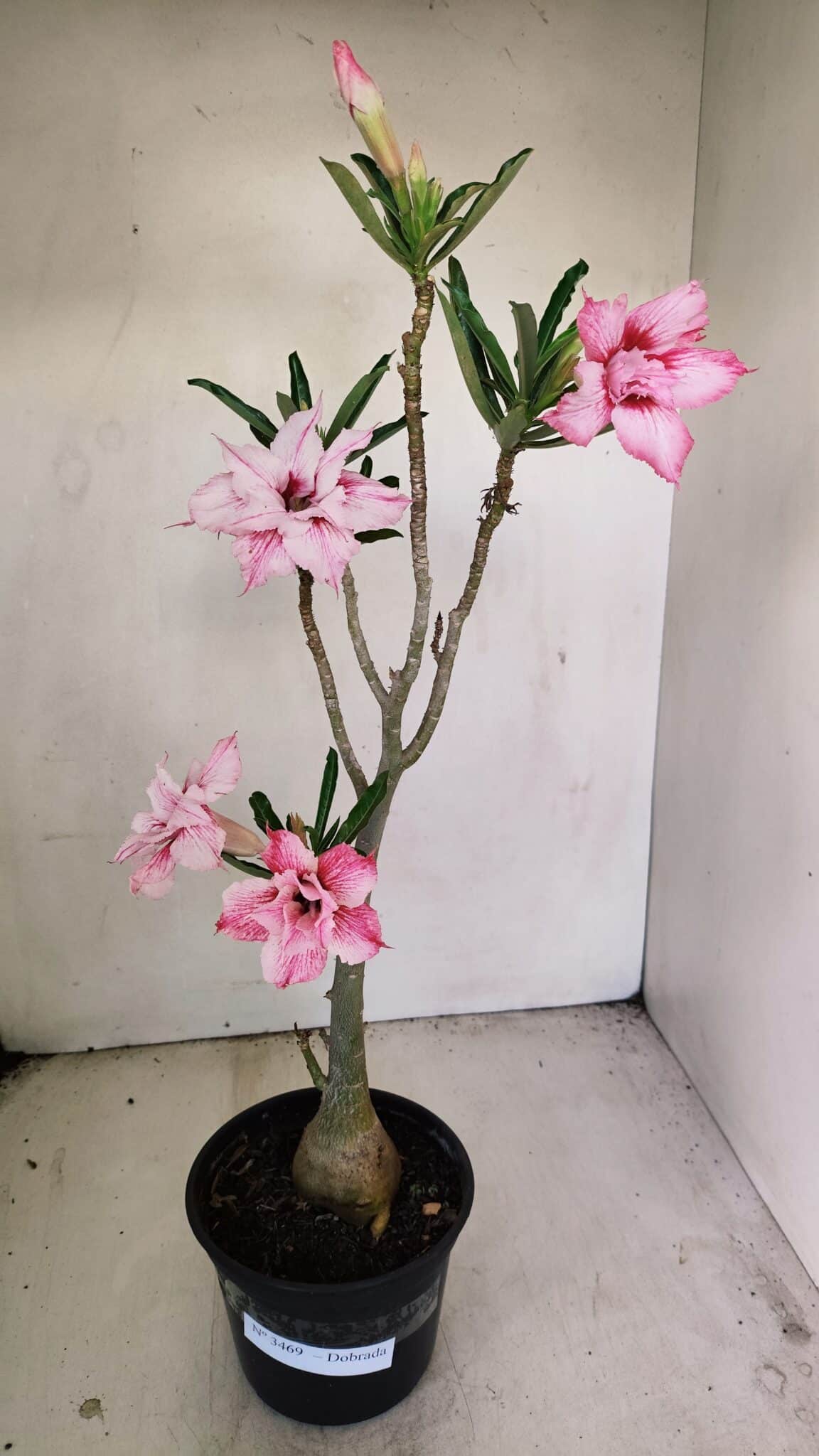 Planta Dobrada 3469 – 35cm – 03 anos - foto 2