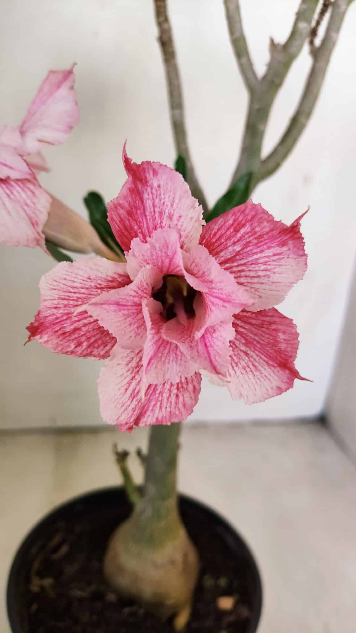 Planta Dobrada 3469 – 35cm – 03 anos - foto 3