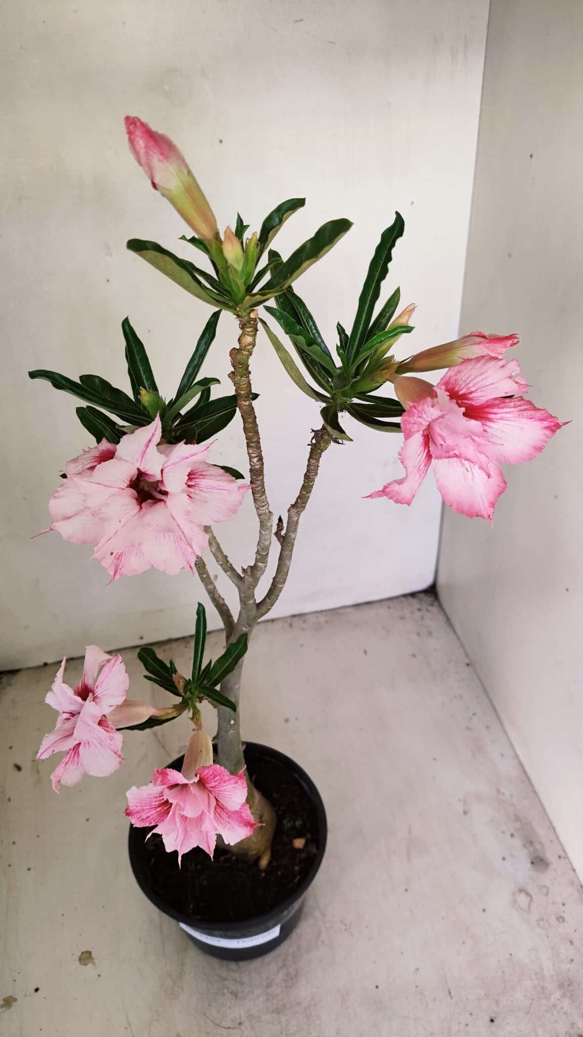 Planta Dobrada 3469 – 35cm – 03 anos - foto 7