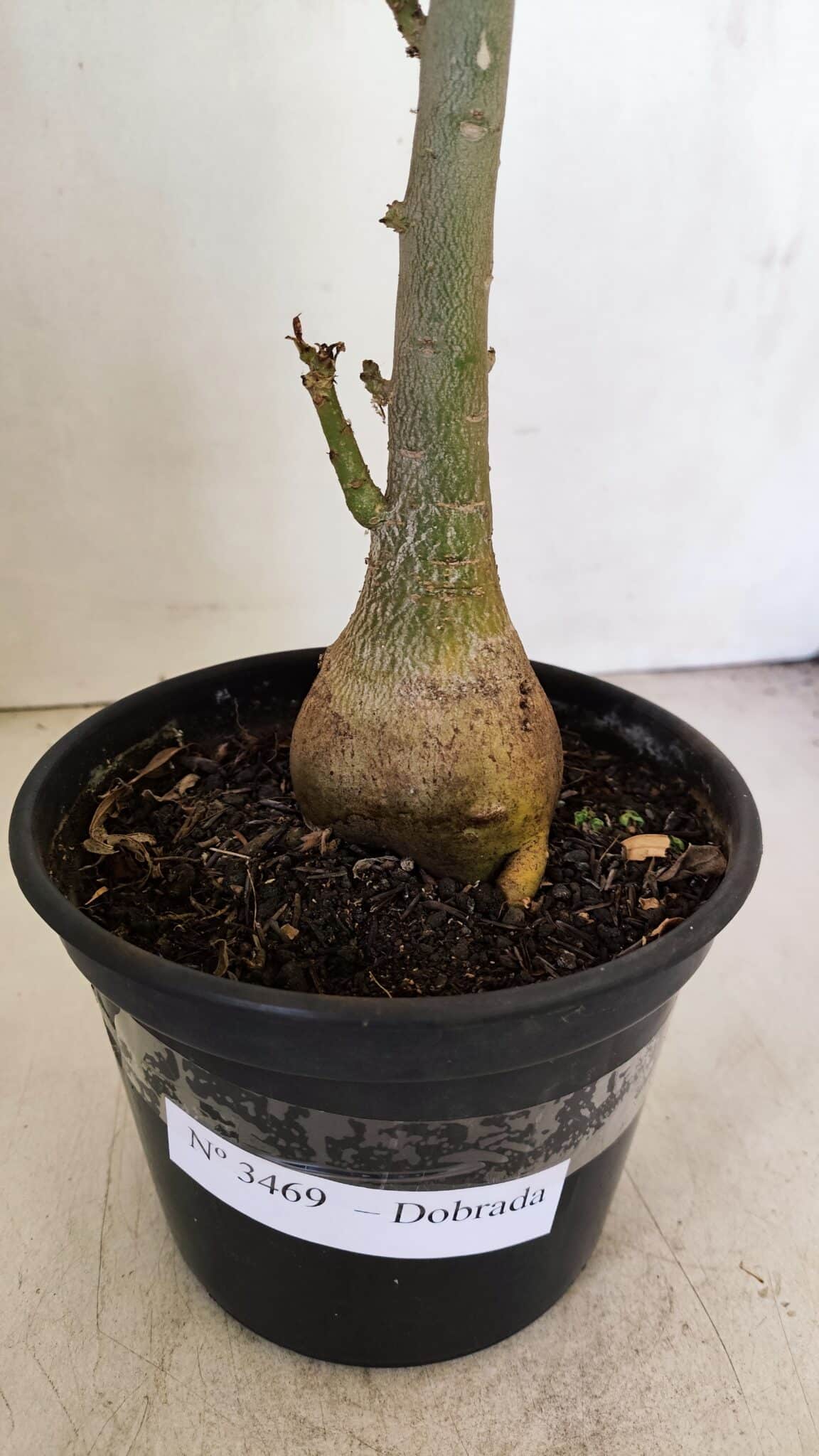 Planta Dobrada 3469 – 35cm – 03 anos - foto 6