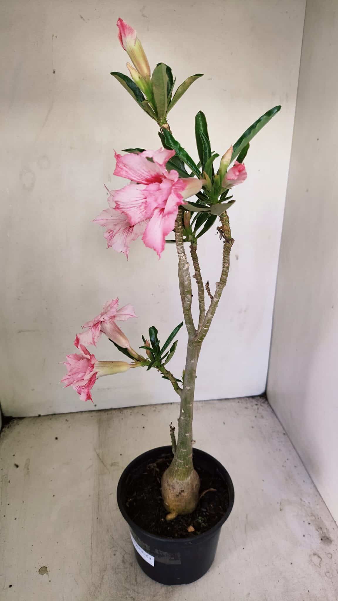 Planta Dobrada 3469 – 35cm – 03 anos - foto 5