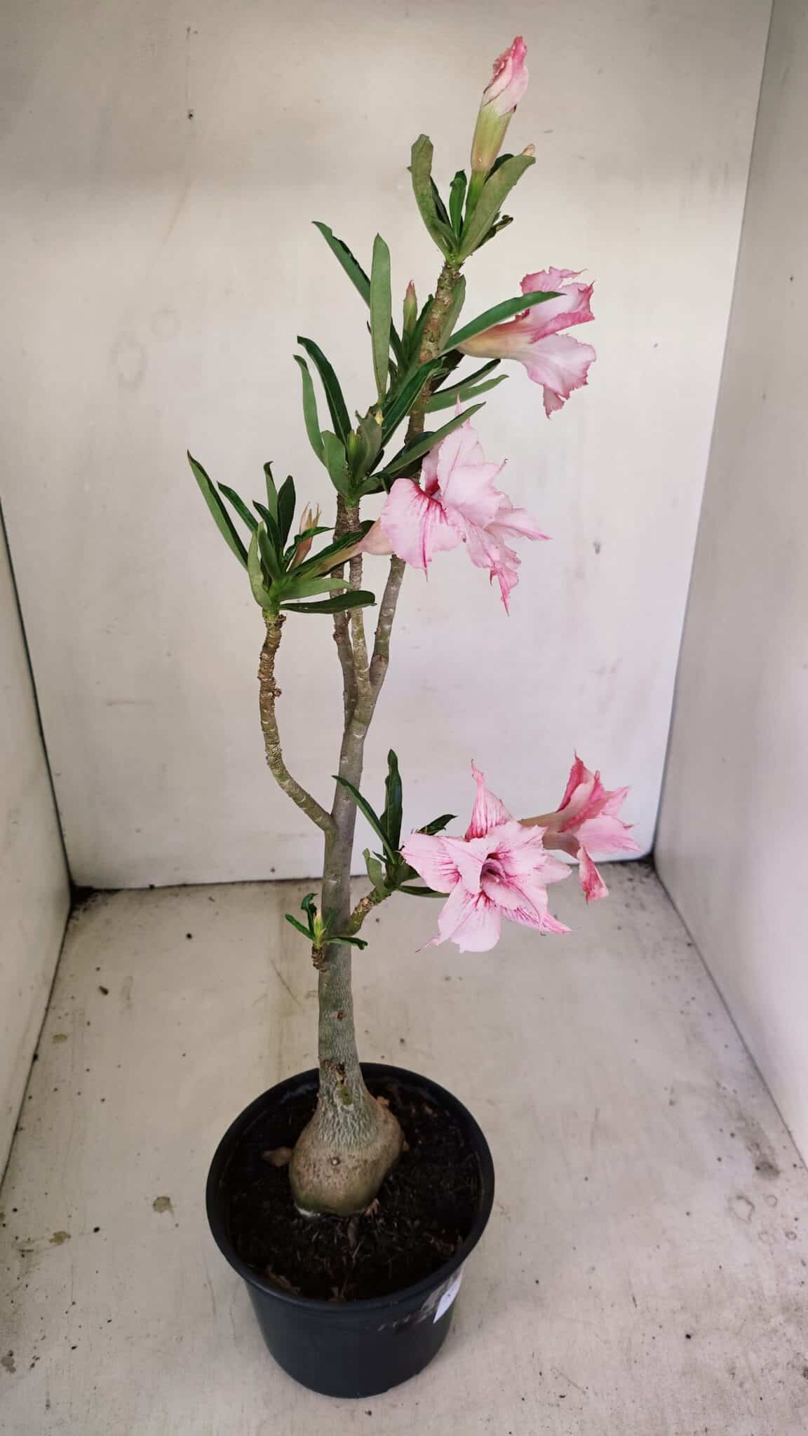 Planta Dobrada 3469 – 35cm – 03 anos - foto 4