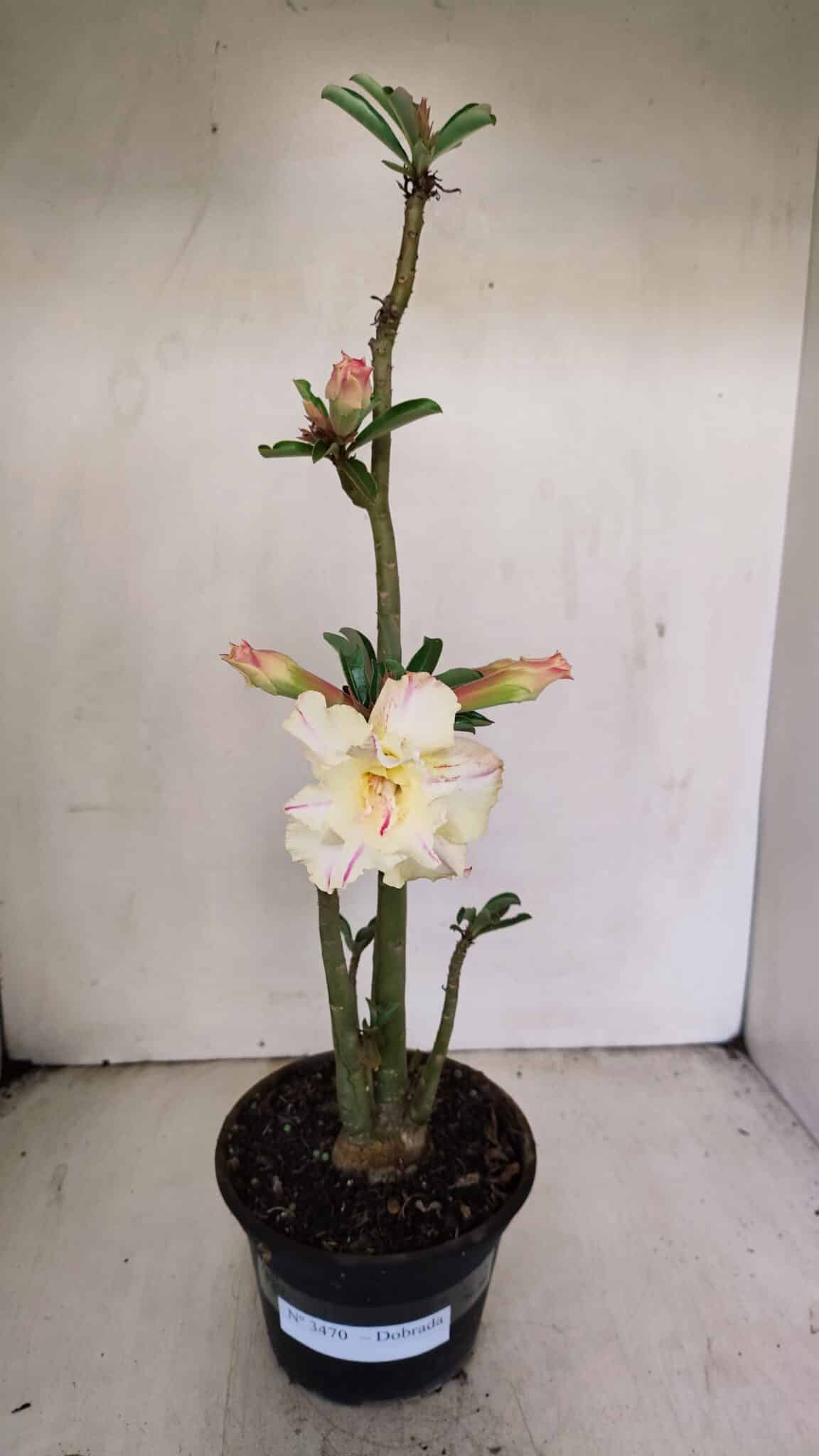 Planta Dobrada 3470 – 35cm – 03 anos - foto 2