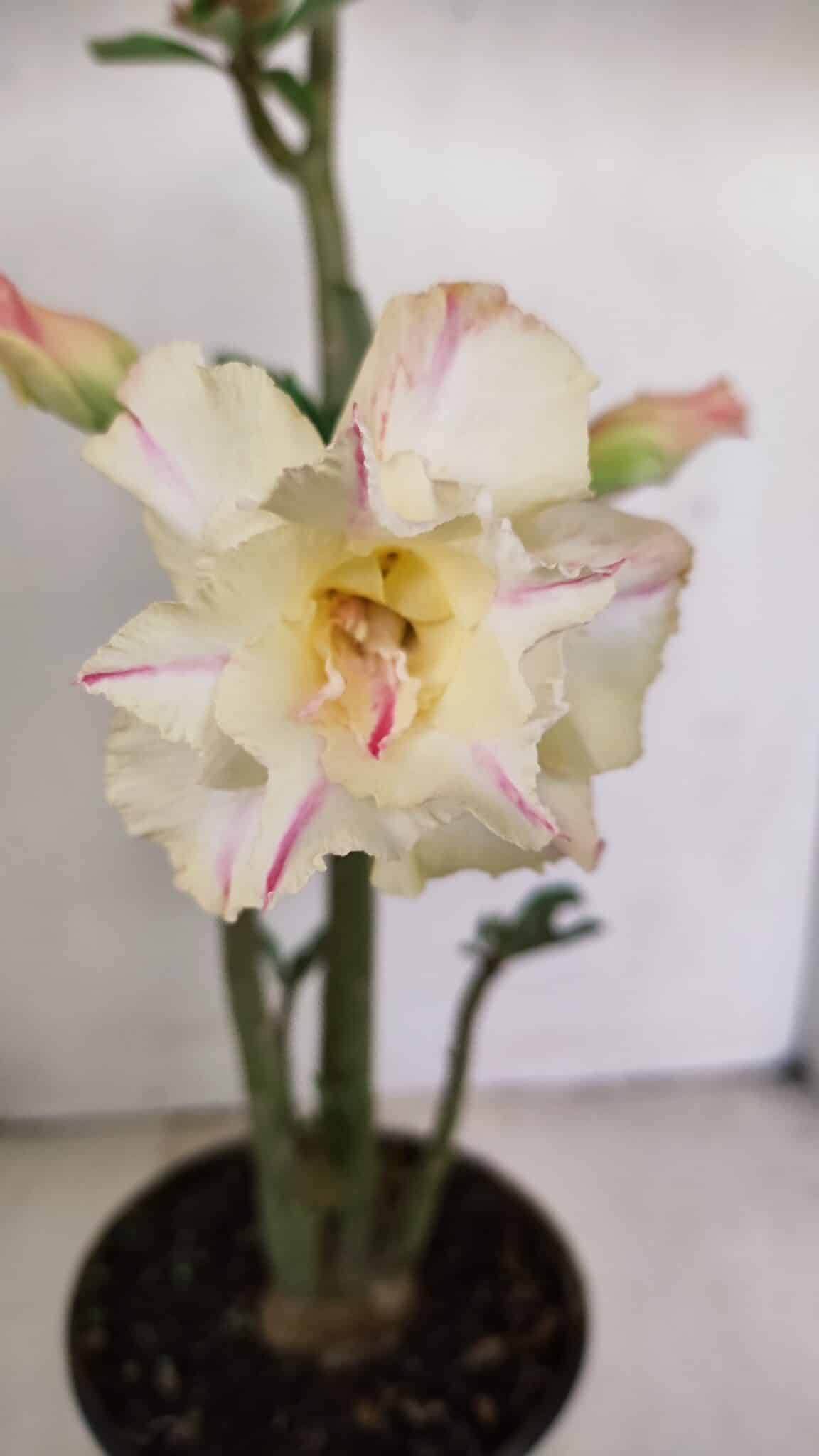 Planta Dobrada 3470 – 35cm – 03 anos - foto 3