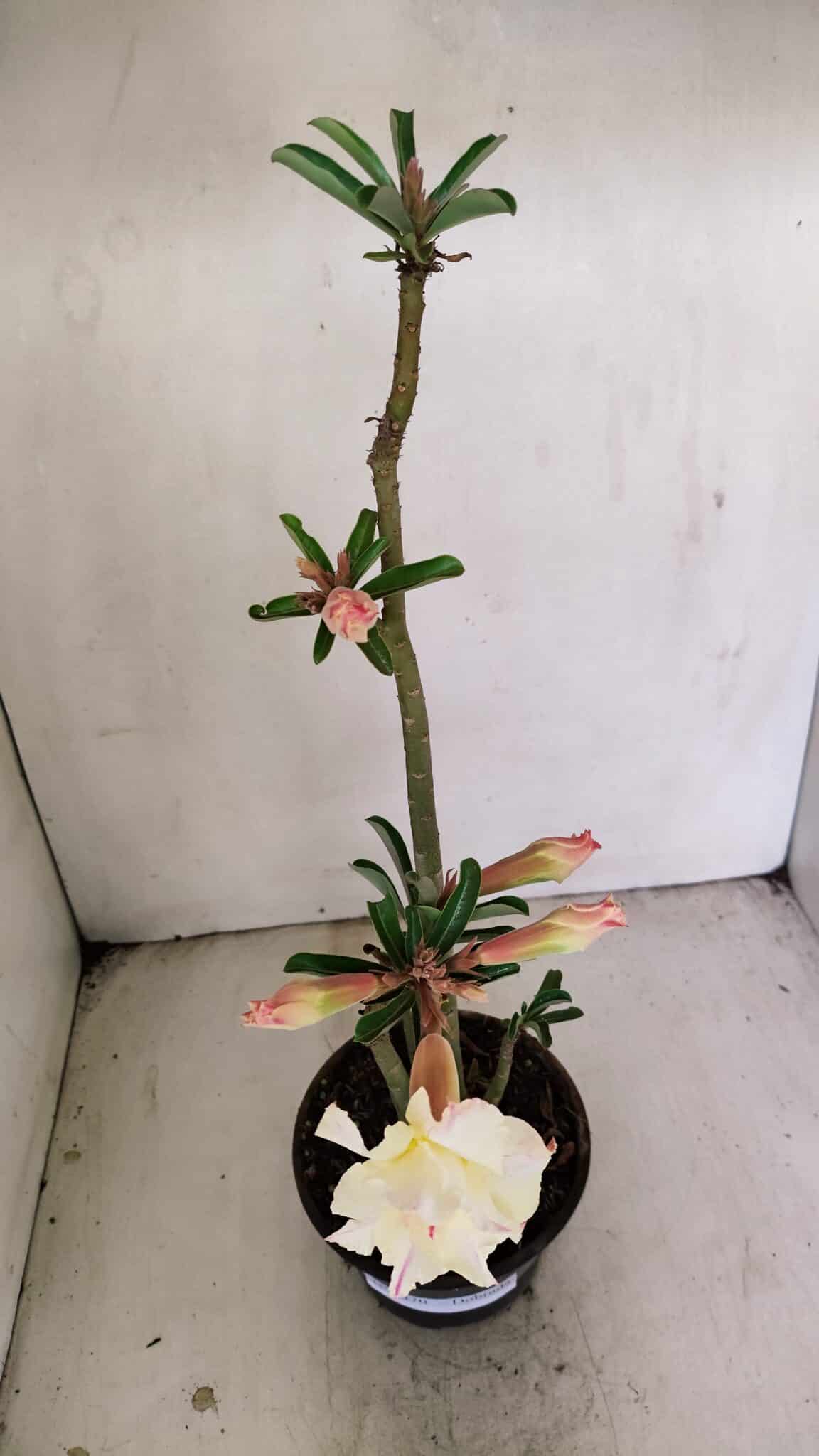 Planta Dobrada 3470 – 35cm – 03 anos - foto 7