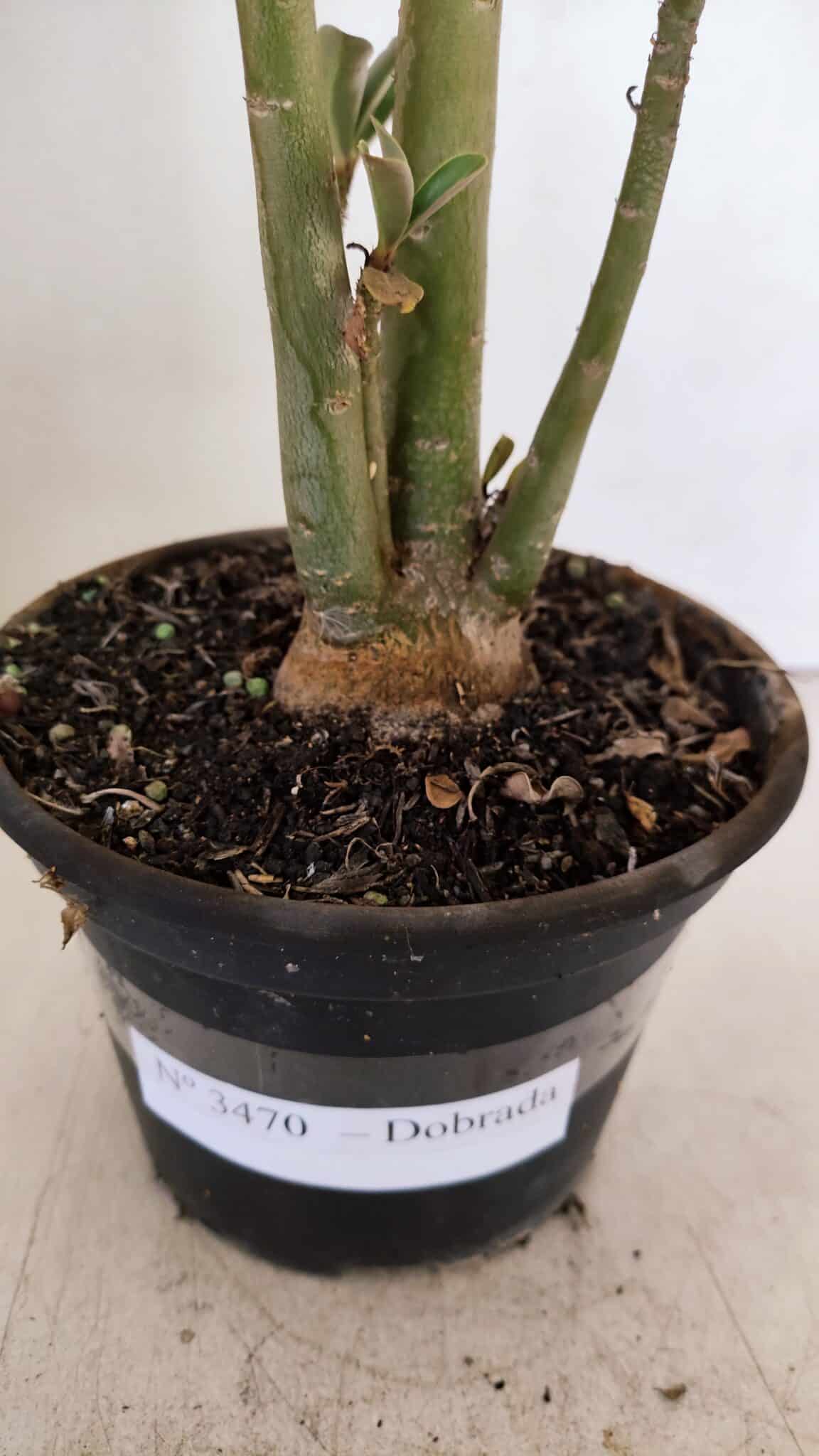 Planta Dobrada 3470 – 35cm – 03 anos - foto 6