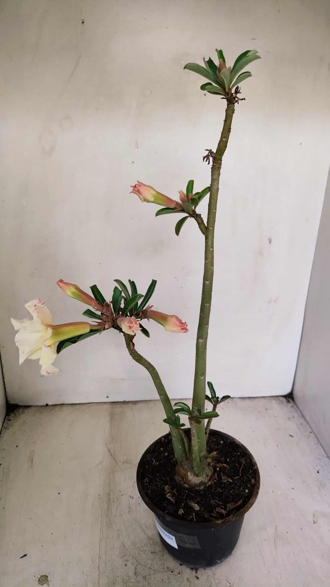 Planta Dobrada 3470 – 35cm – 03 anos - foto 5