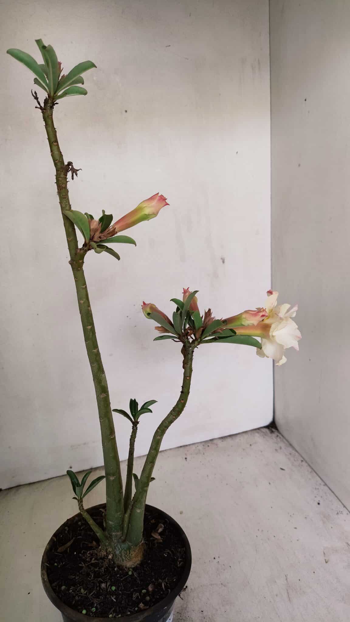 Planta Dobrada 3470 – 35cm – 03 anos - foto 4