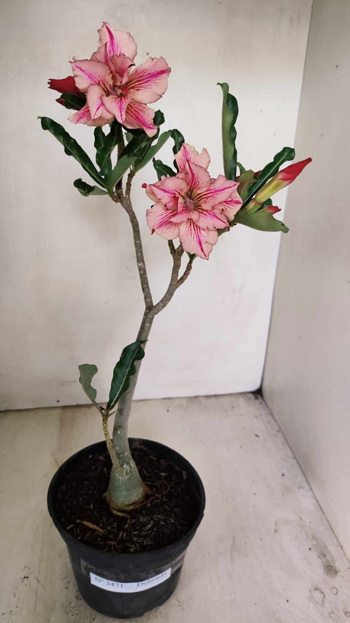 Planta Dobrada 3471 – 35cm – 03 anos - foto 2