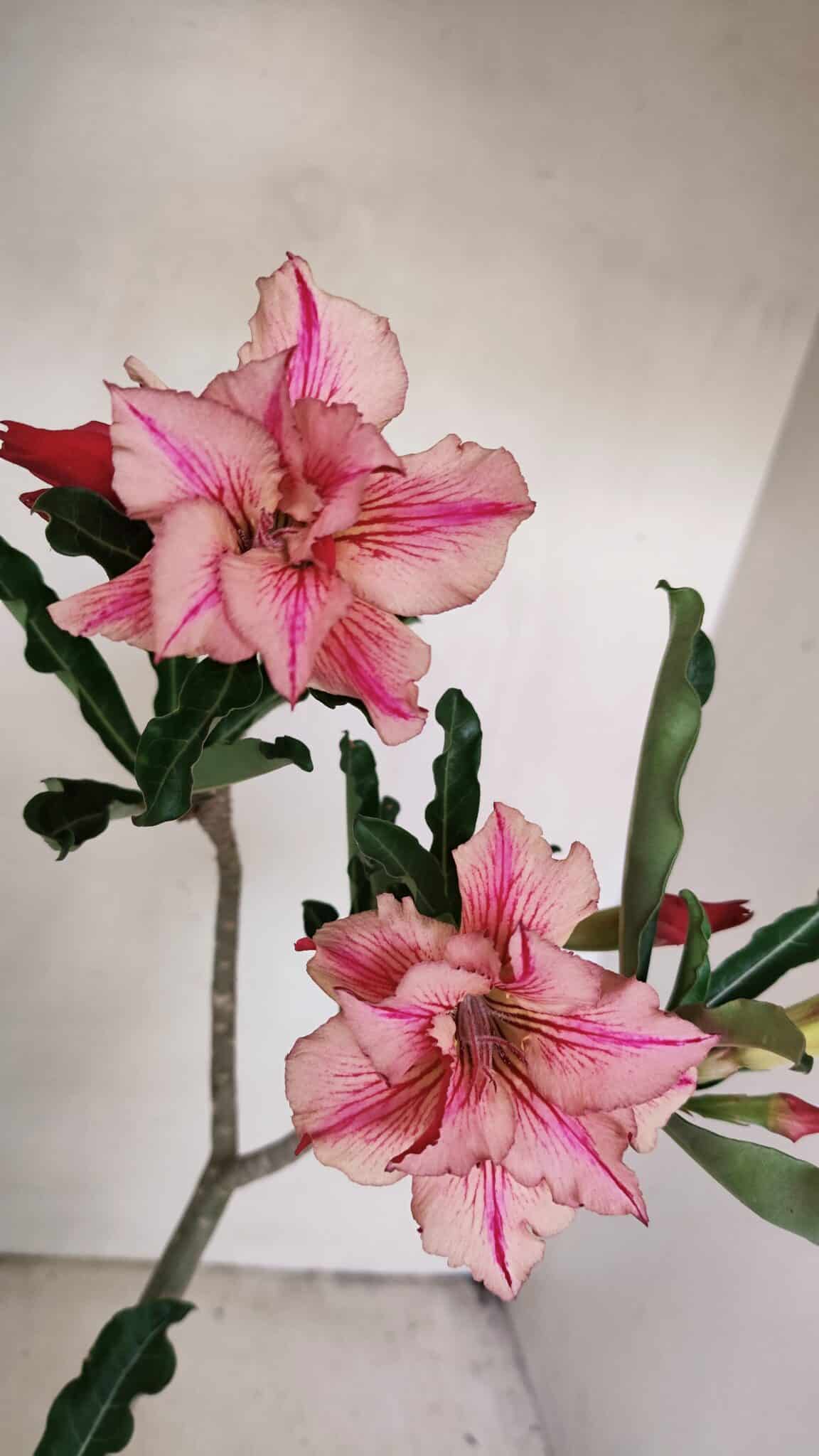 Planta Dobrada 3471 – 35cm – 03 anos - foto 4