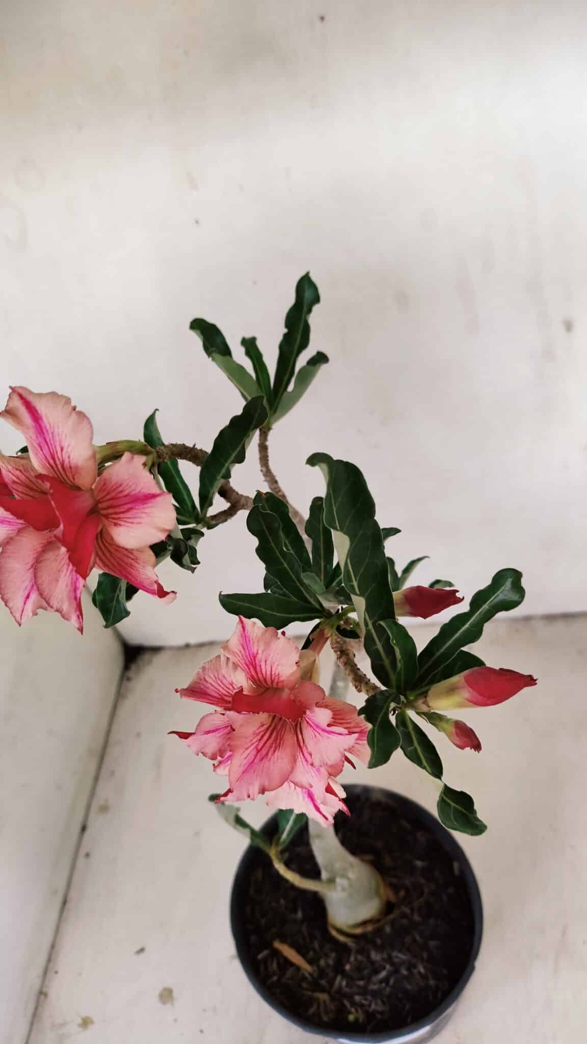 Planta Dobrada 3471 – 35cm – 03 anos - foto 5