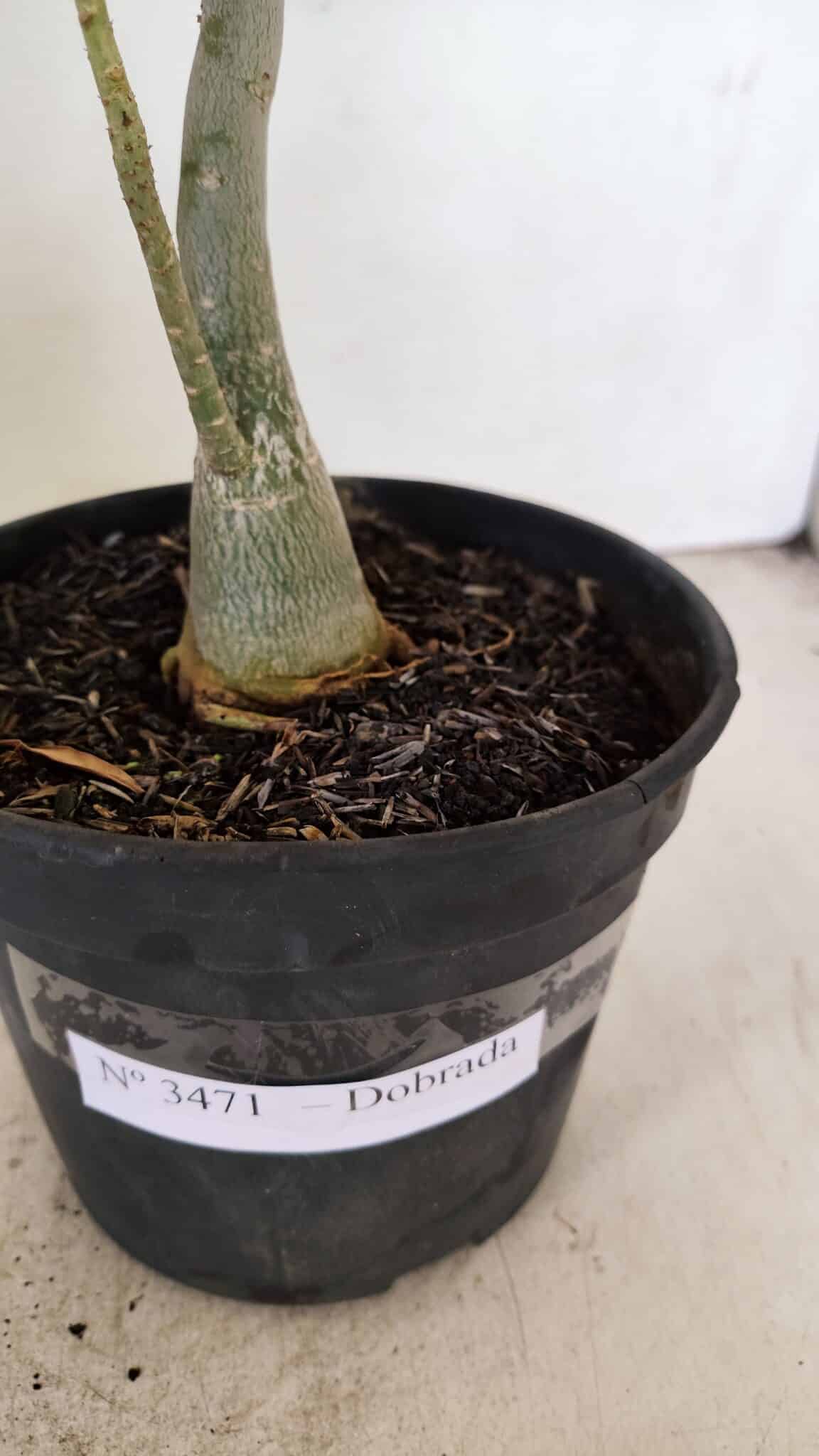 Planta Dobrada 3471 – 35cm – 03 anos - foto 7