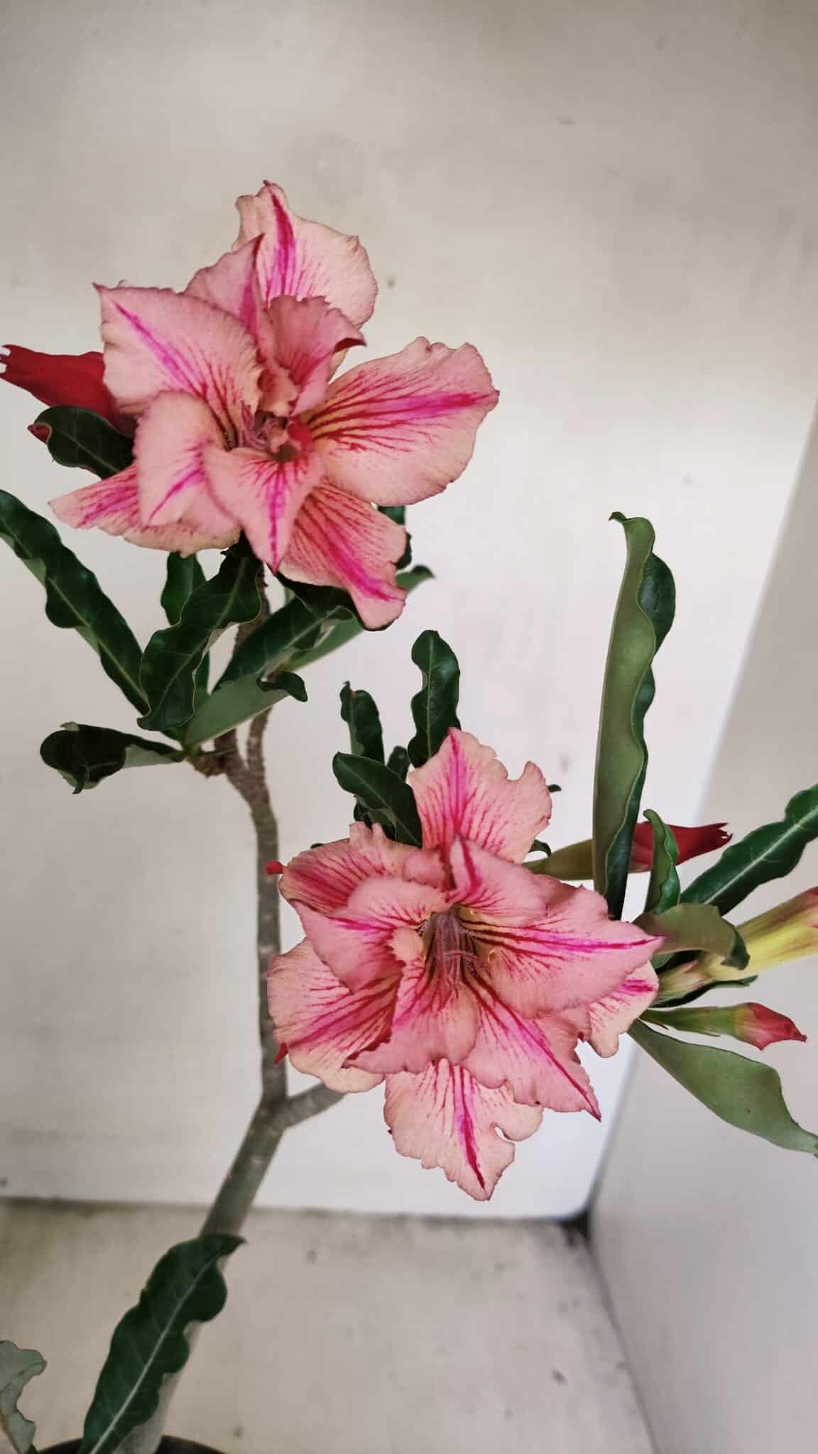 Planta Dobrada 3471 – 35cm – 03 anos - foto 3