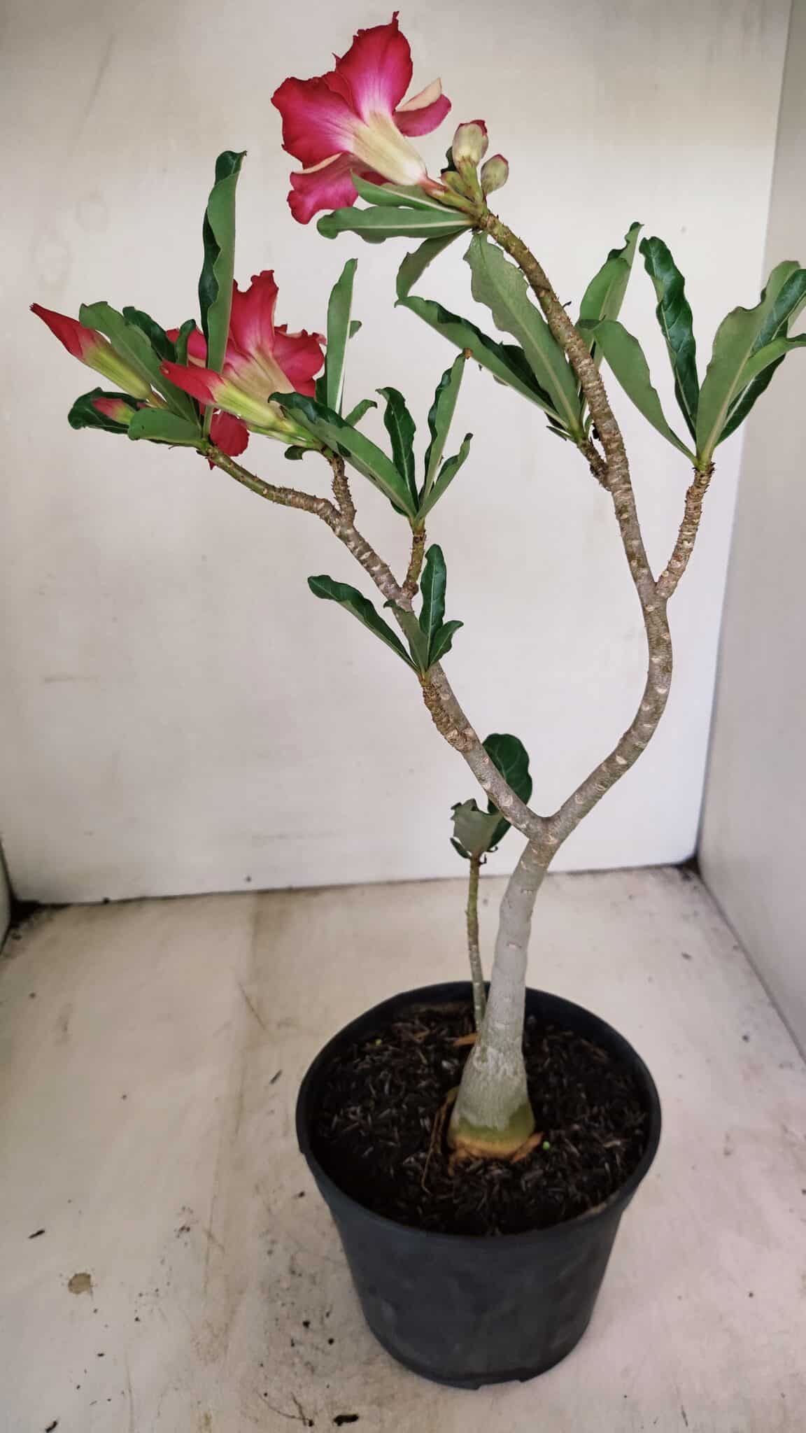 Planta Dobrada 3471 – 35cm – 03 anos - foto 6