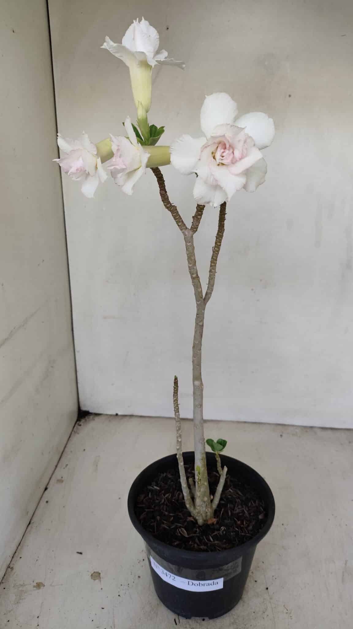 Planta Dobrada 3472 – 35cm – 03 anos - foto 2