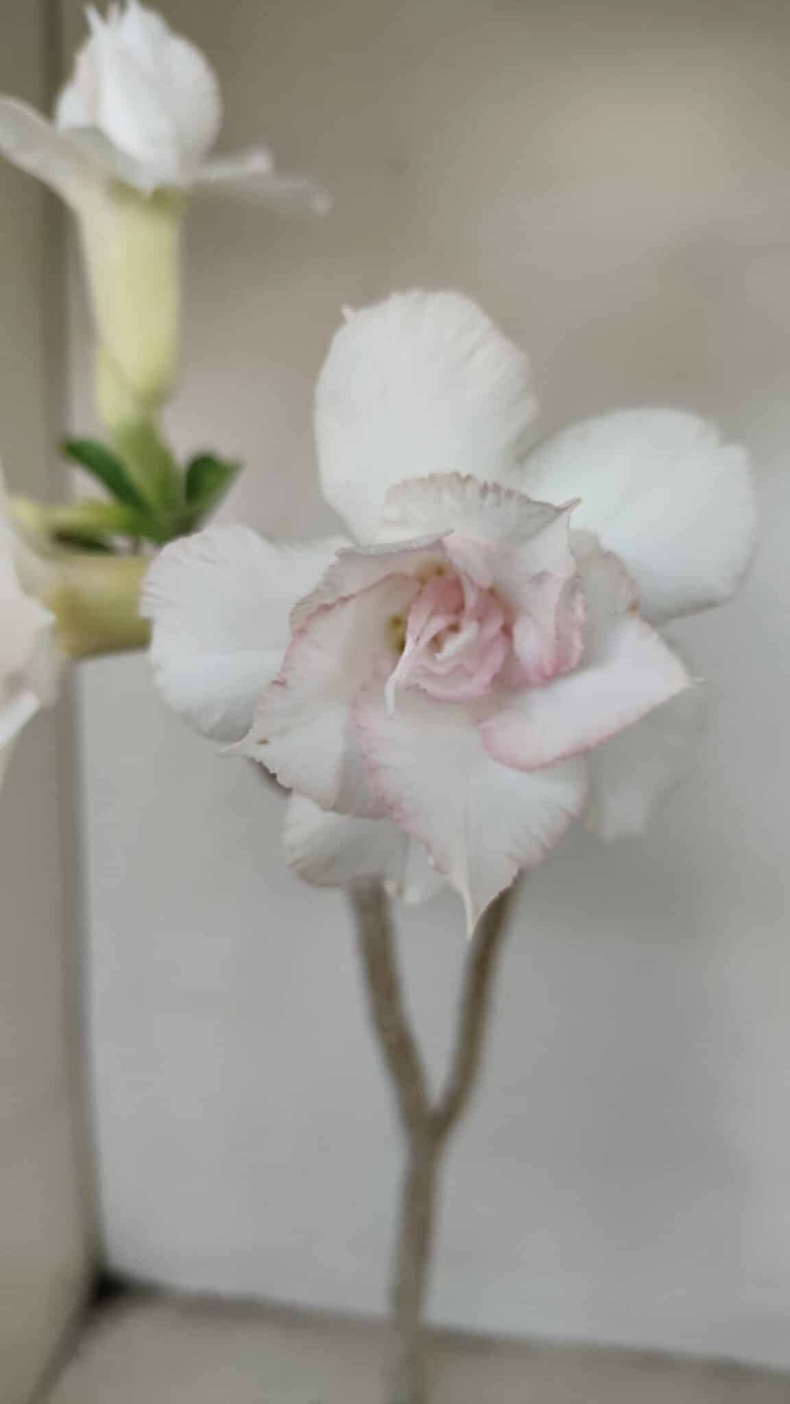 Planta Dobrada 3472 – 35cm – 03 anos - foto 3