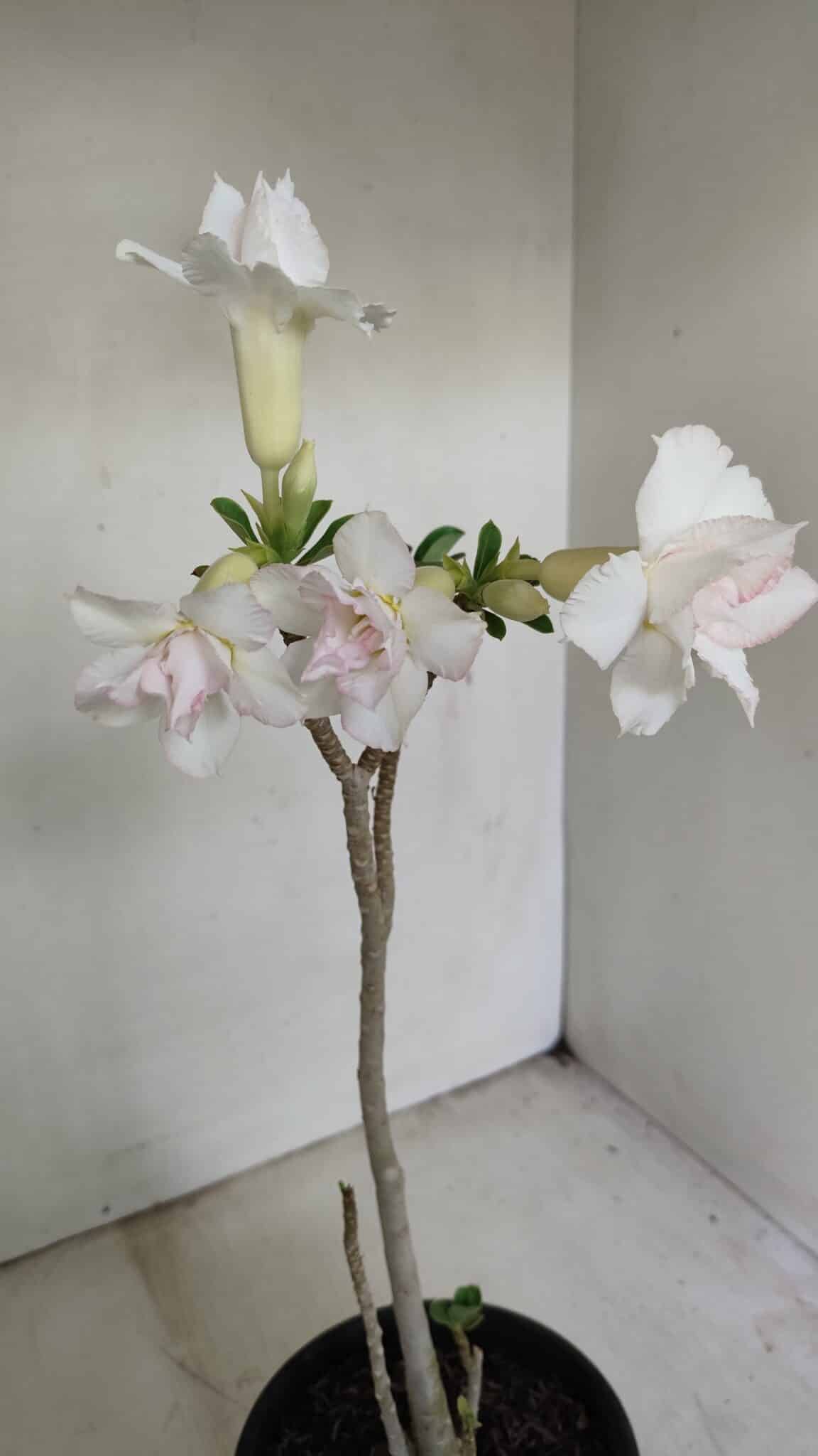Planta Dobrada 3472 – 35cm – 03 anos - foto 5