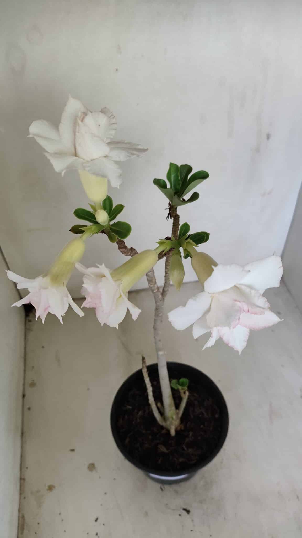 Planta Dobrada 3472 – 35cm – 03 anos - foto 4